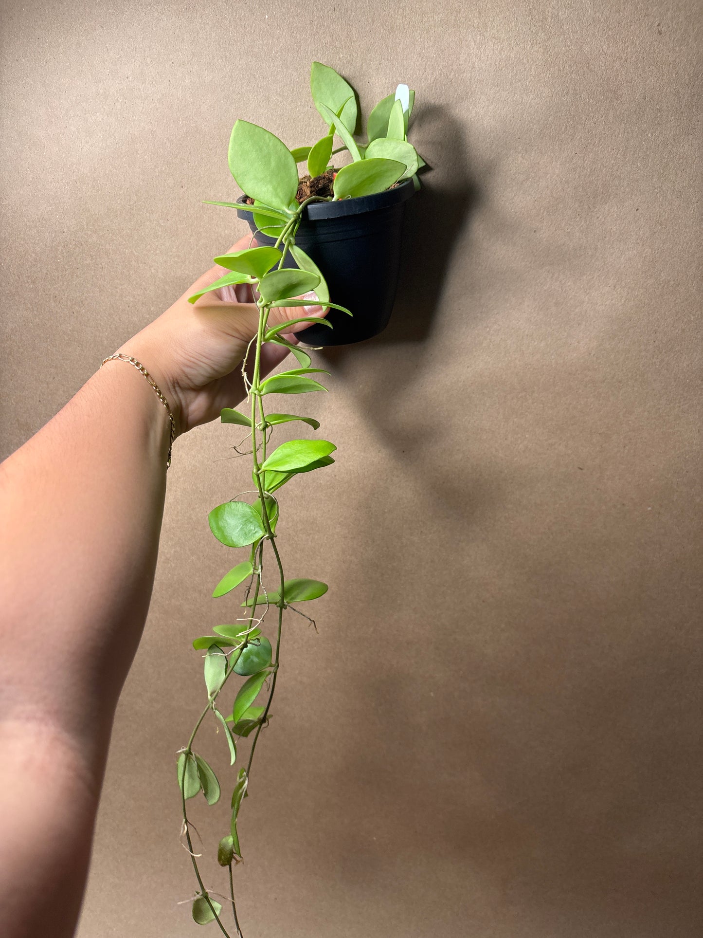 Hoya Myrmecopa 4” Hanging Basket