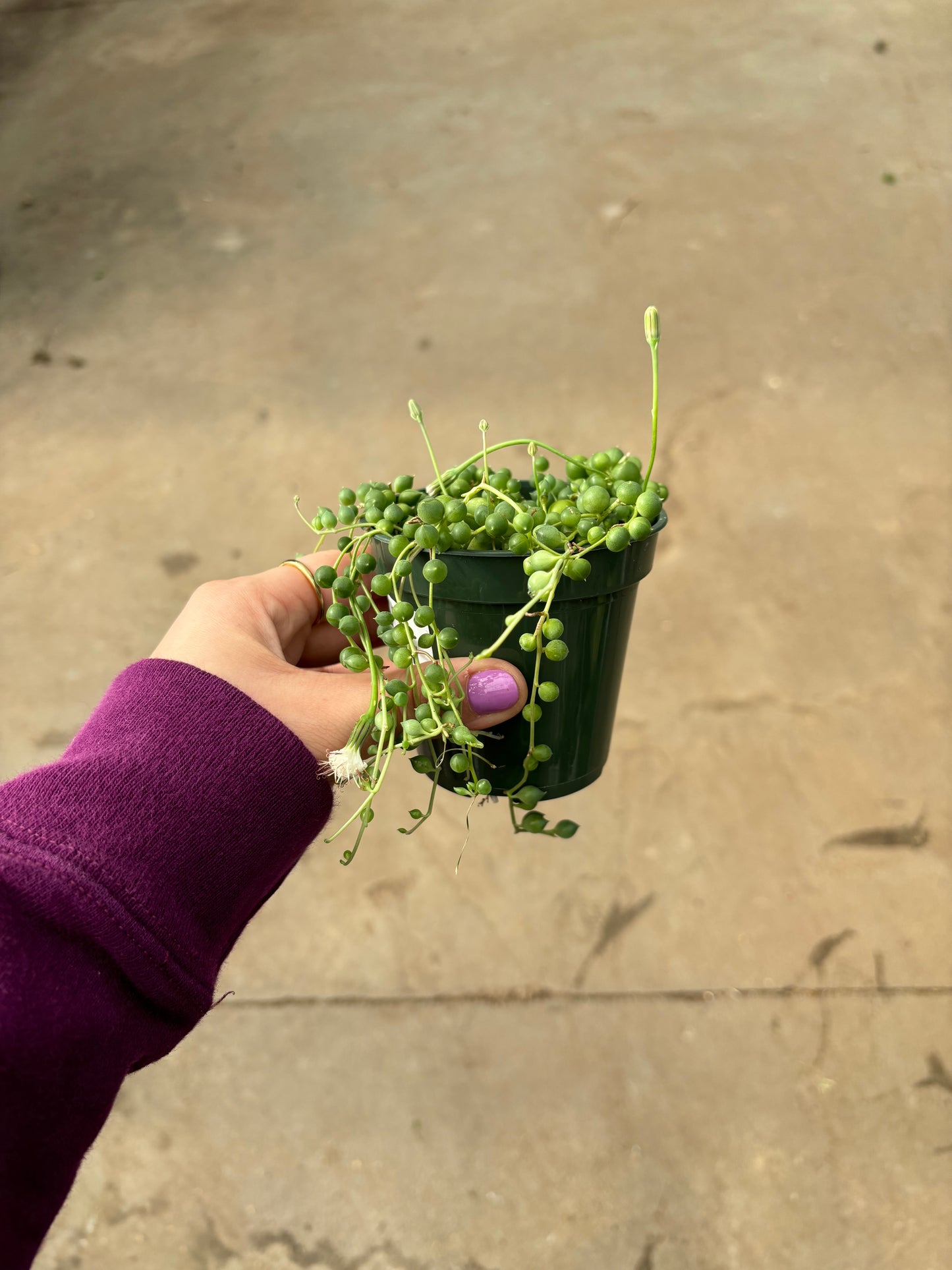 String of Pearls Variegated