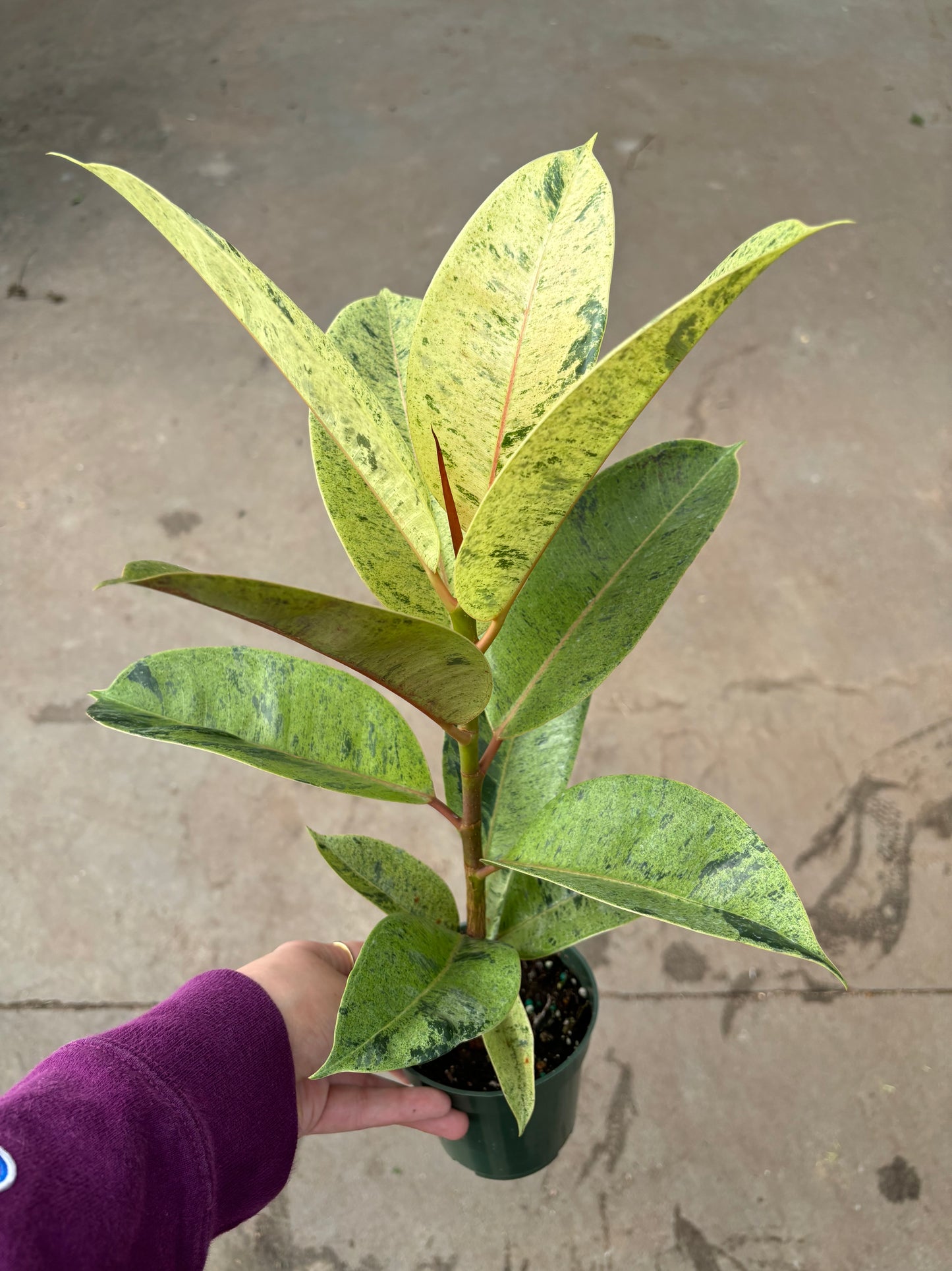 Ficus Elastica ‘Moonshine’