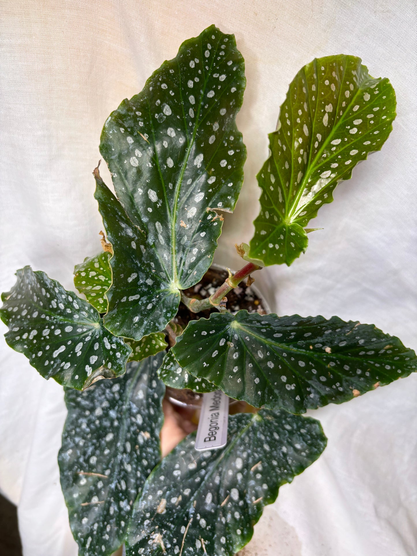 Begonia comte de lesseps