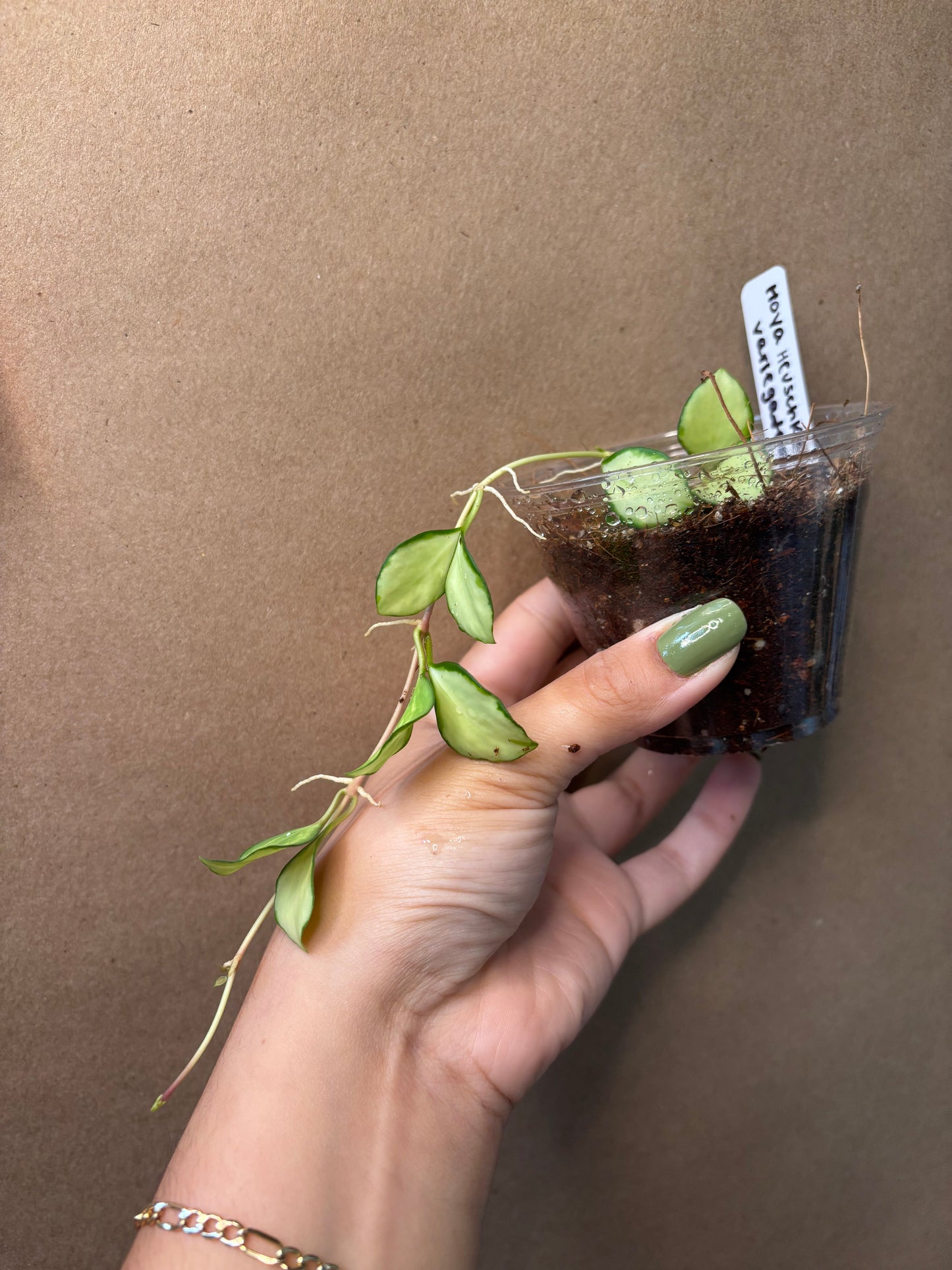 Hoya Heuschkeliana inner Variegated