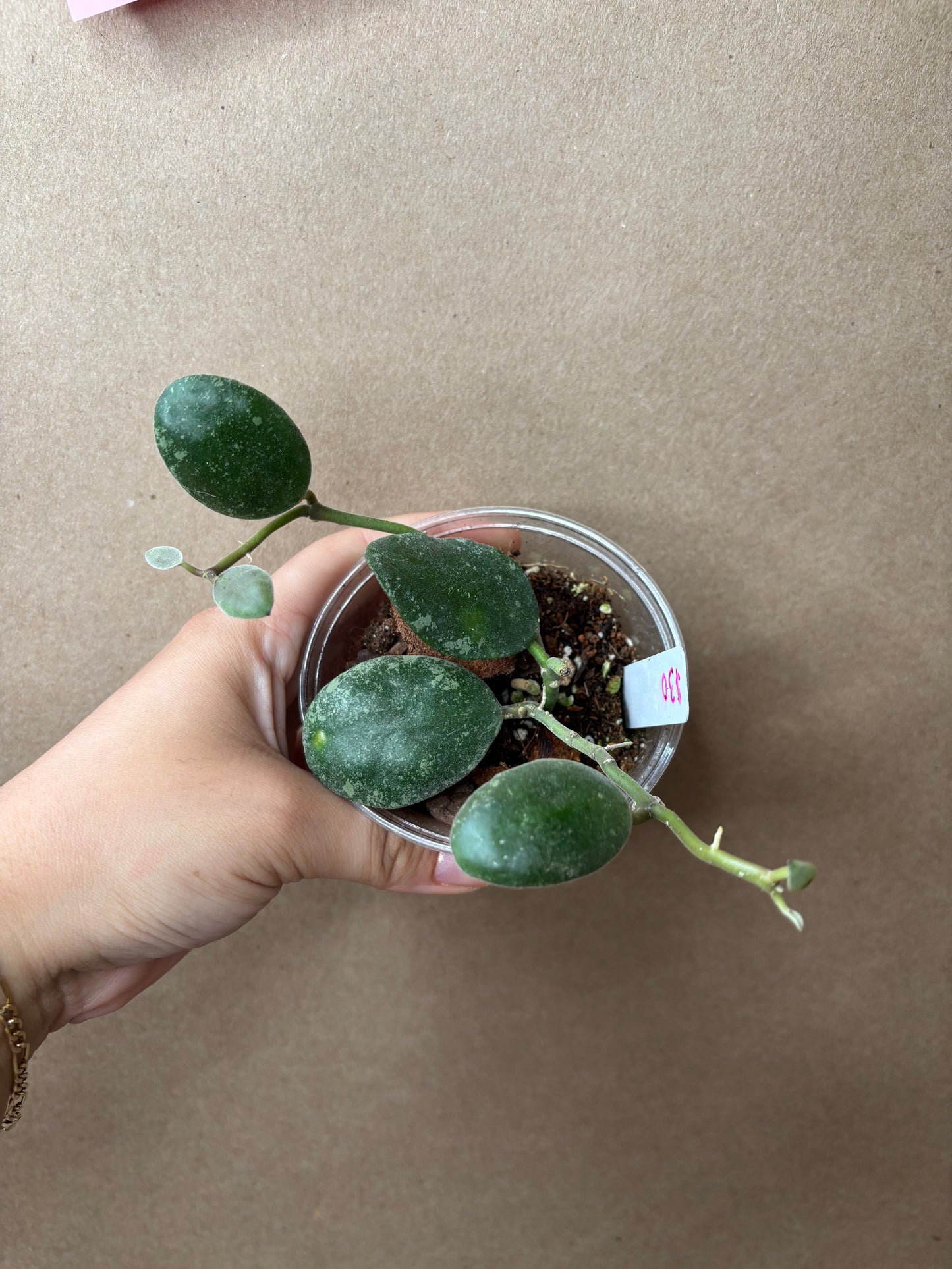 Hoya Waymaniae