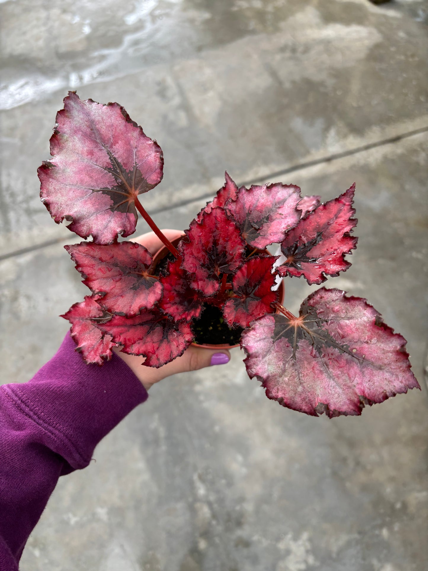 Begonia Red Robin