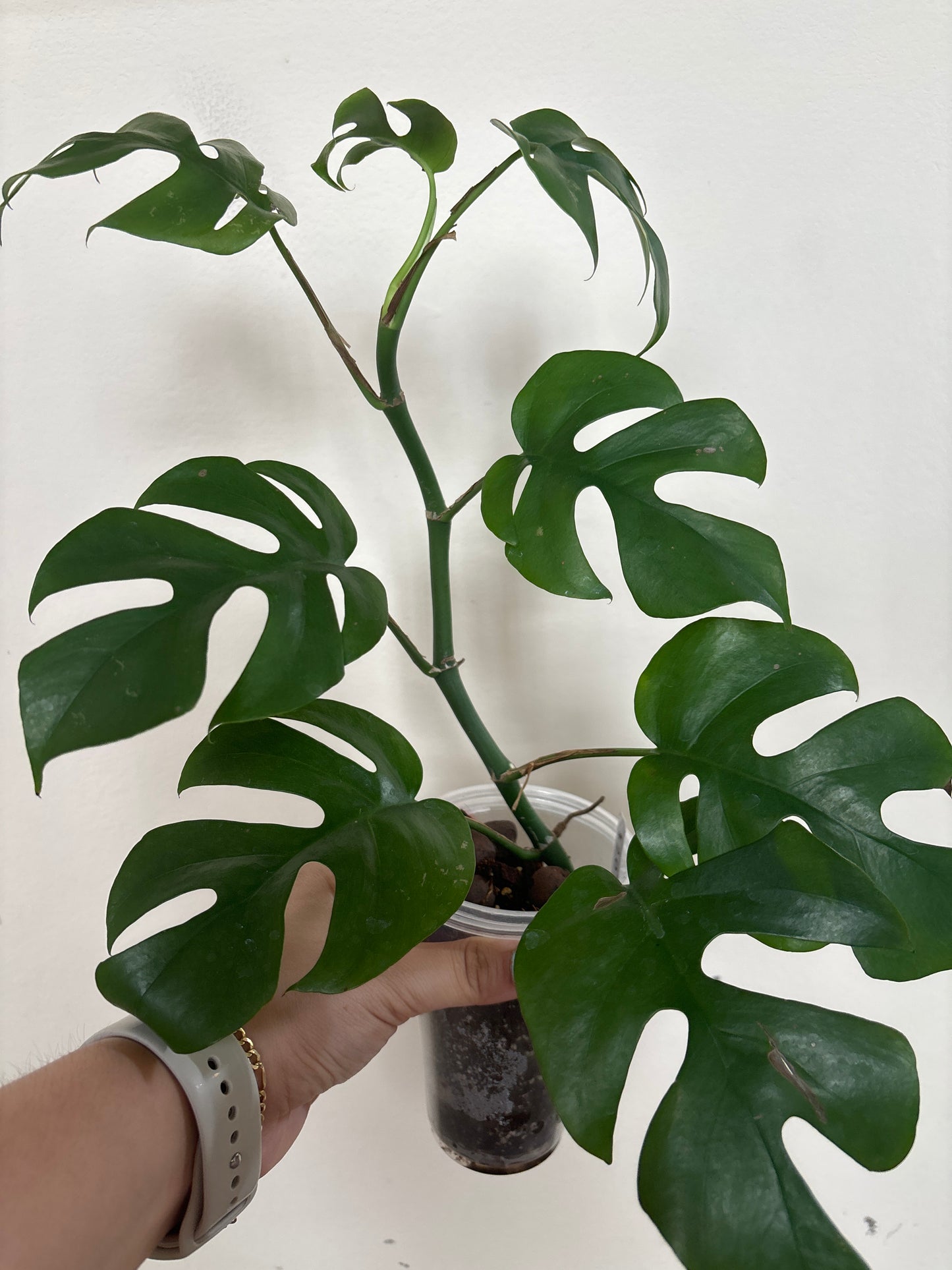 Rhaphidophora Tetrasperma