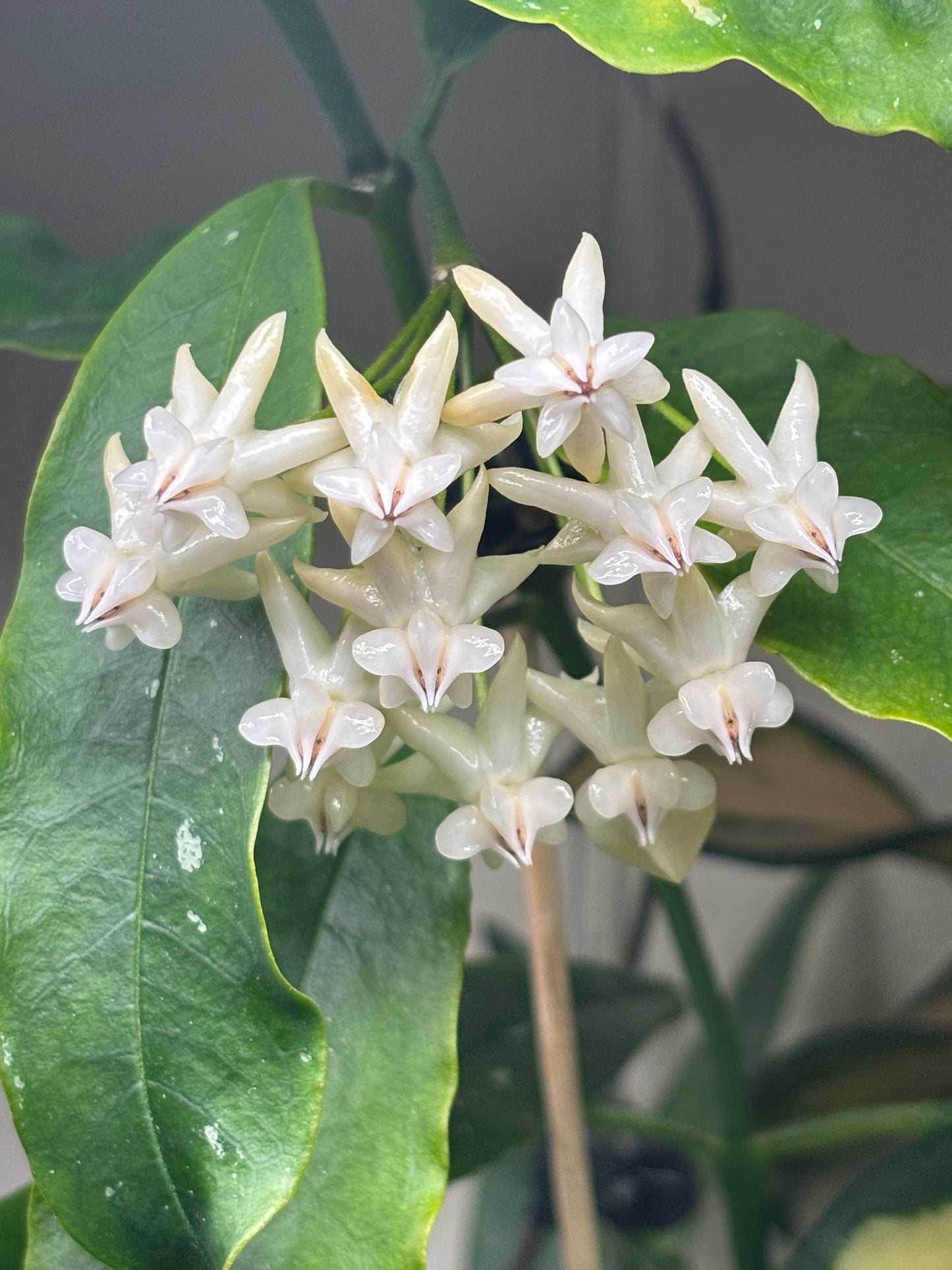 Hoya Lockii (white)