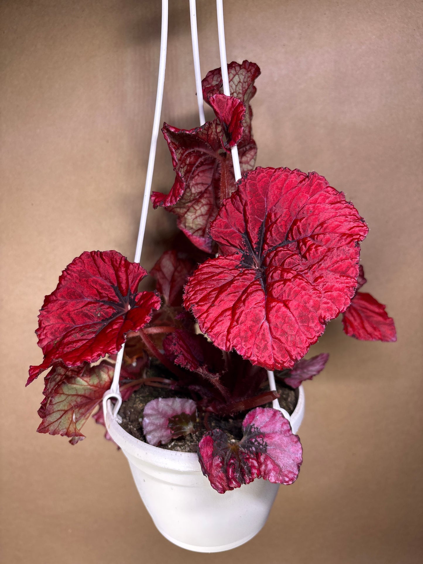 Begonia Rex Heartbeat