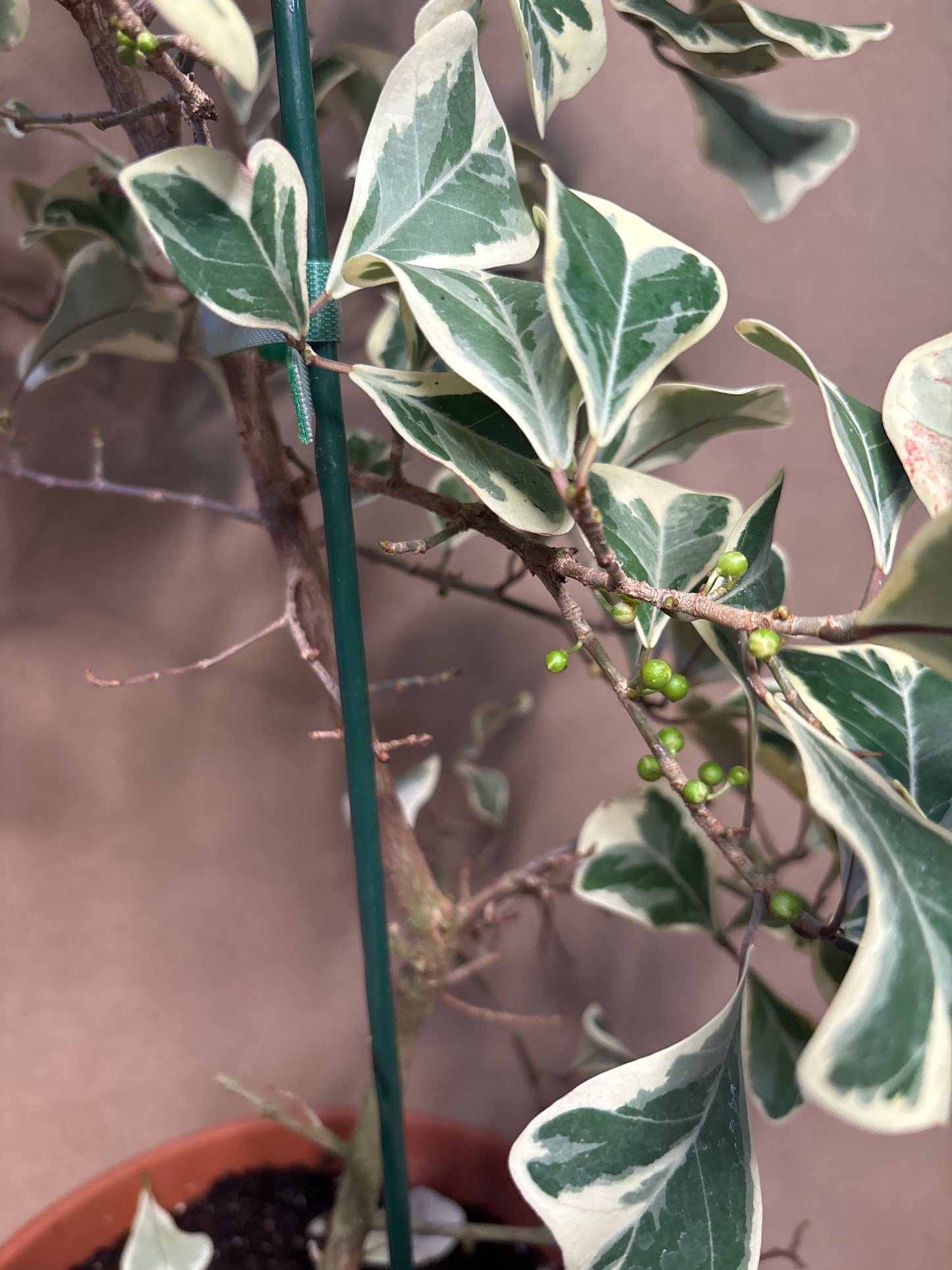 Ficus Triangularus