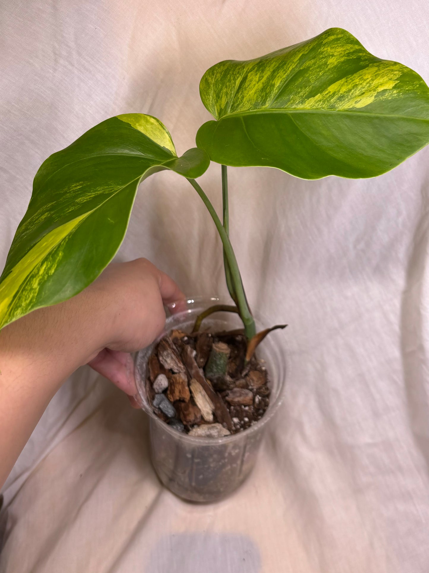 Monstera Deliciosa Aurea small form