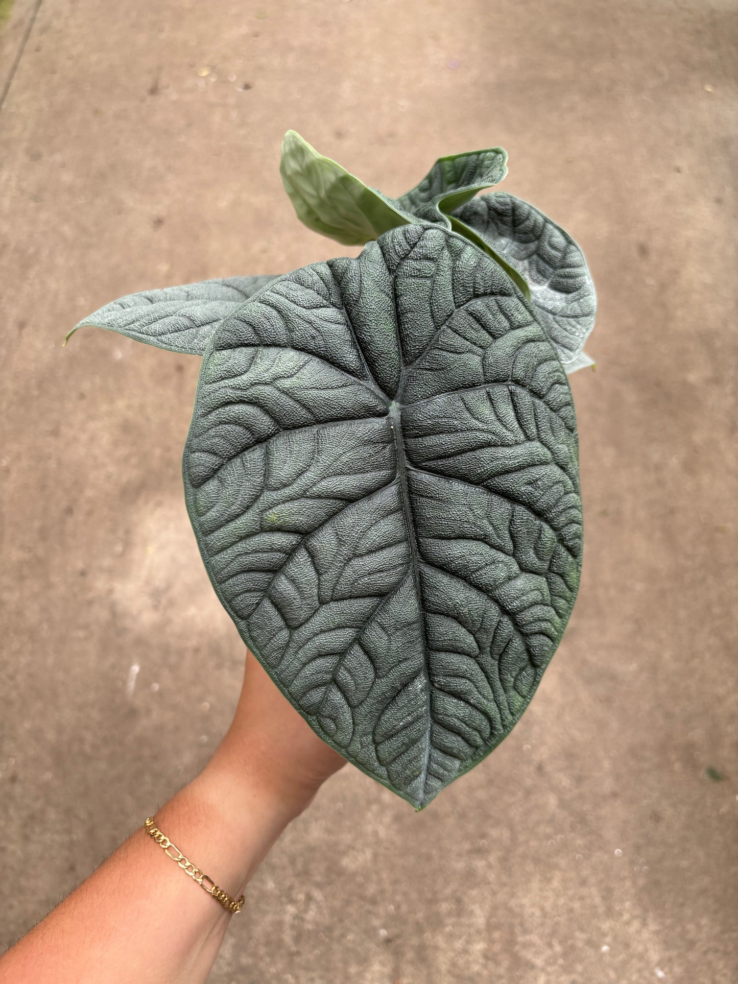Alocasia Melo