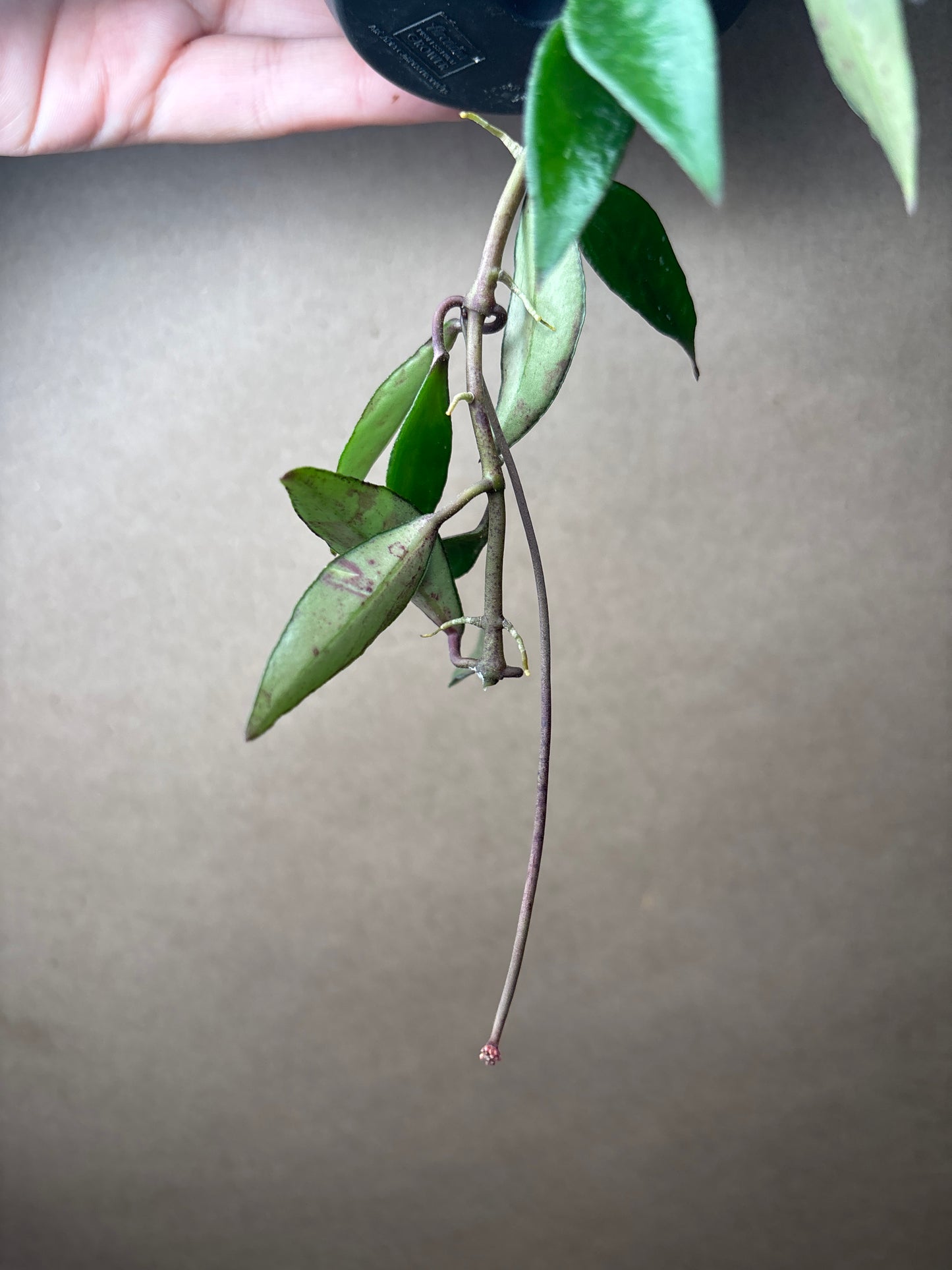 Hoya Mirabilis 4” Hanging Basket