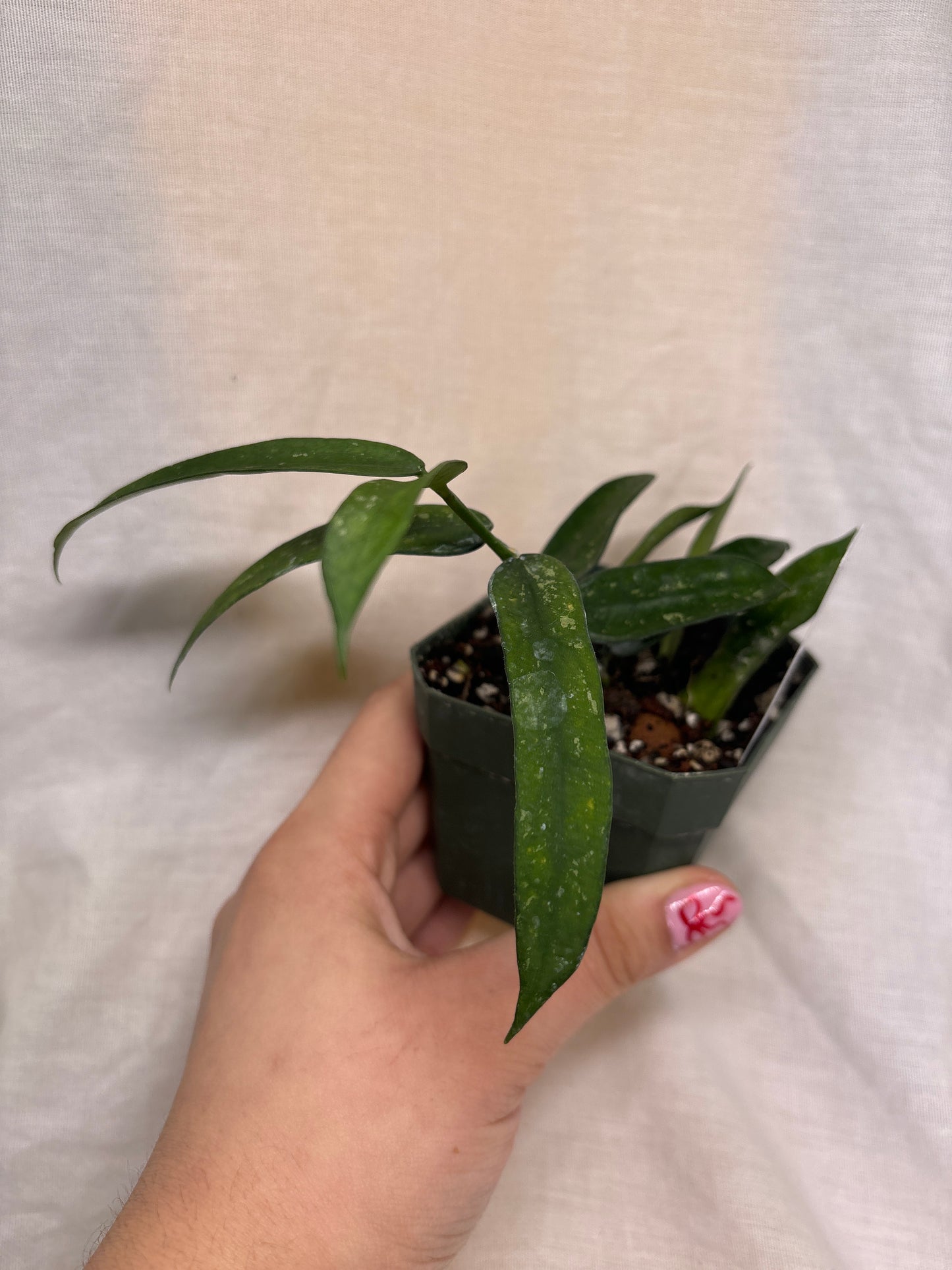 Hoya Pandurata Splash
