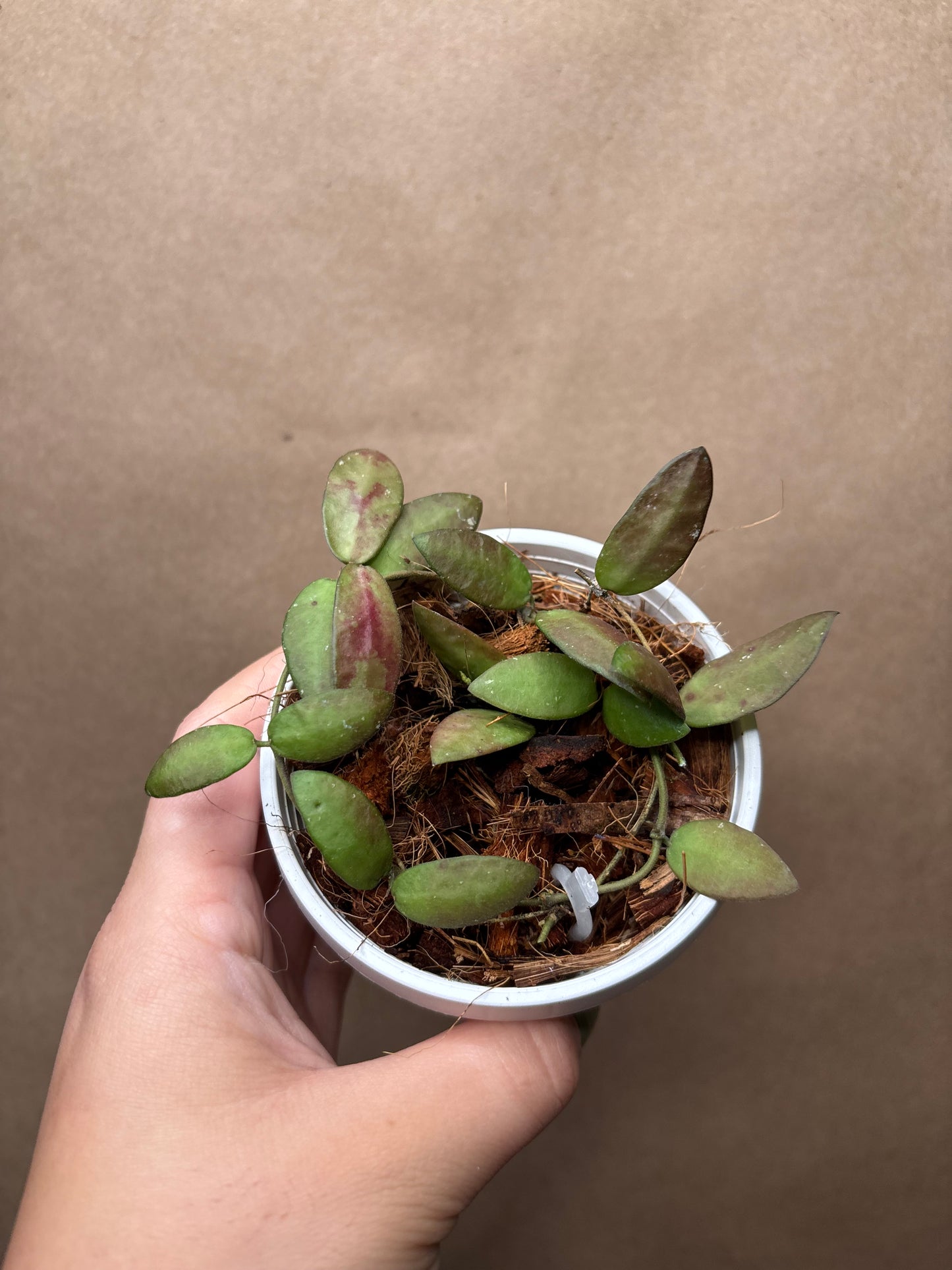 Hoya sigillatis 'Alas River'