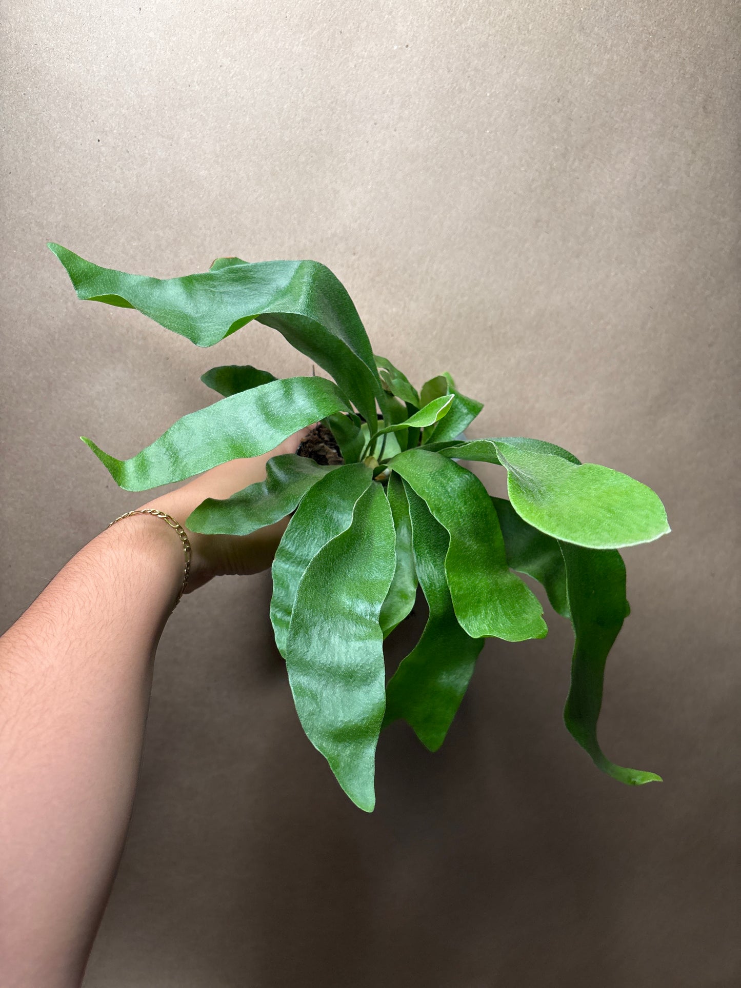 Staghorn Fern