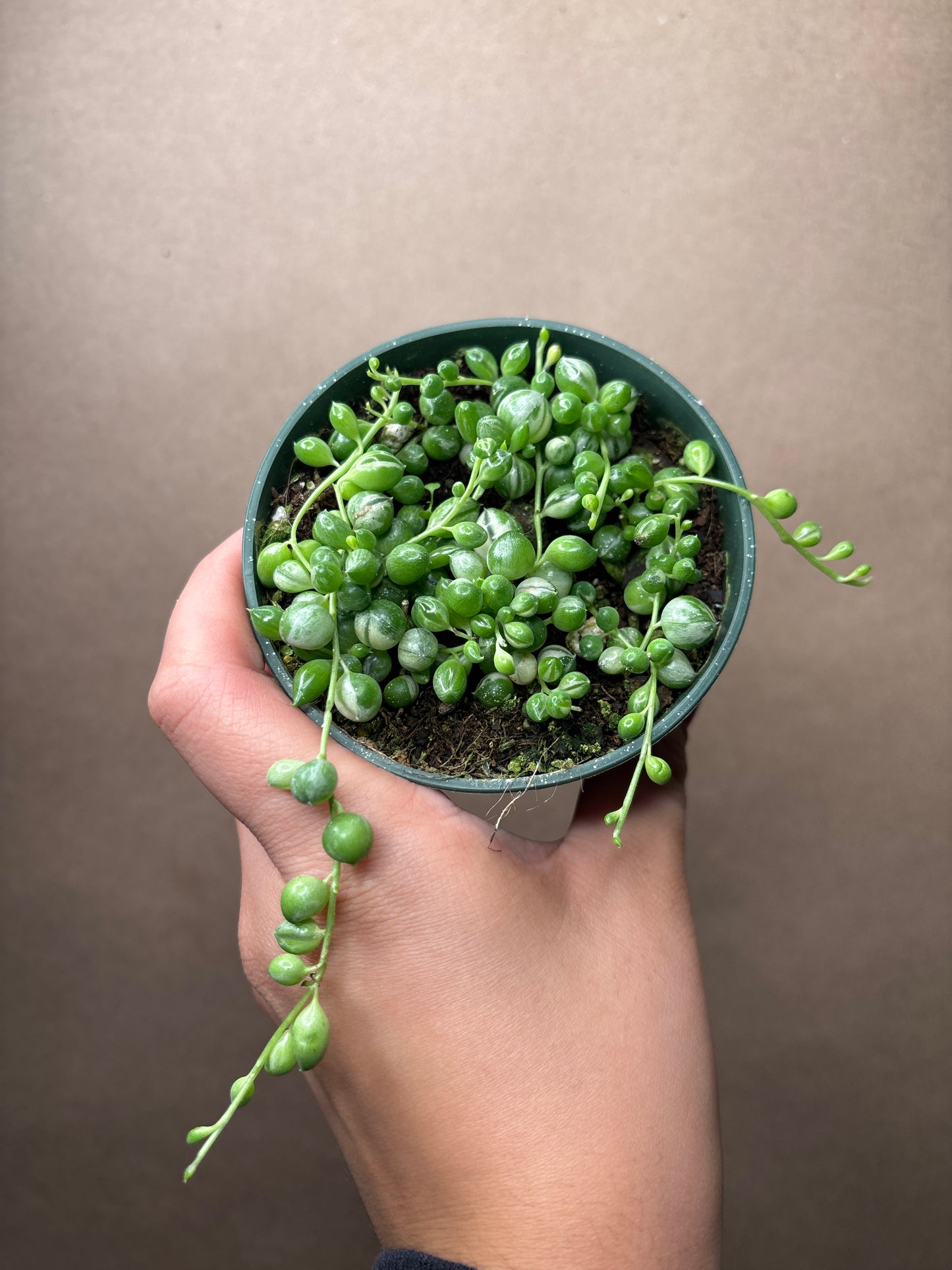 String of Pearls Variegated