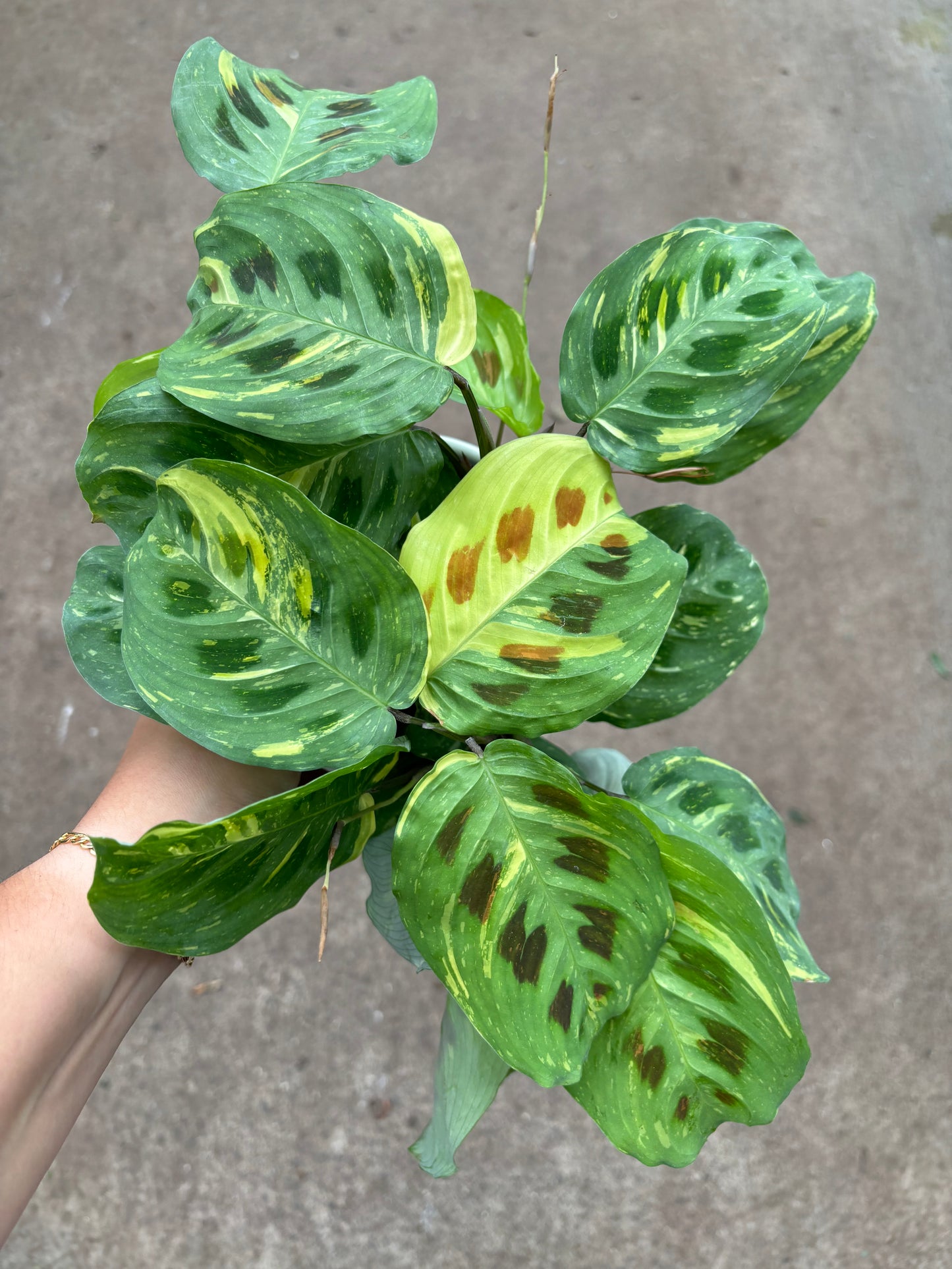 Maranta Kim Beauty
