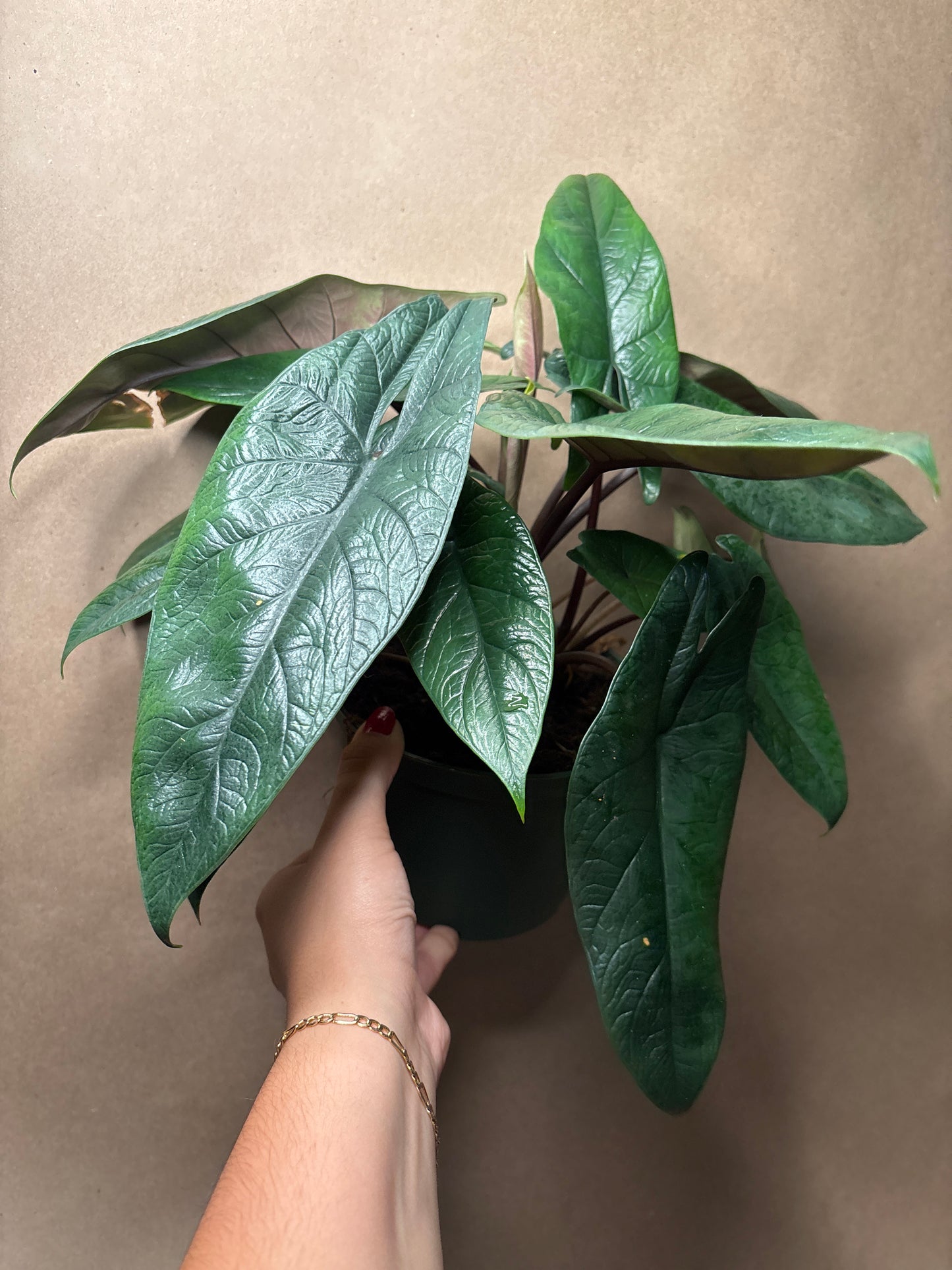 Alocasia Scalprum