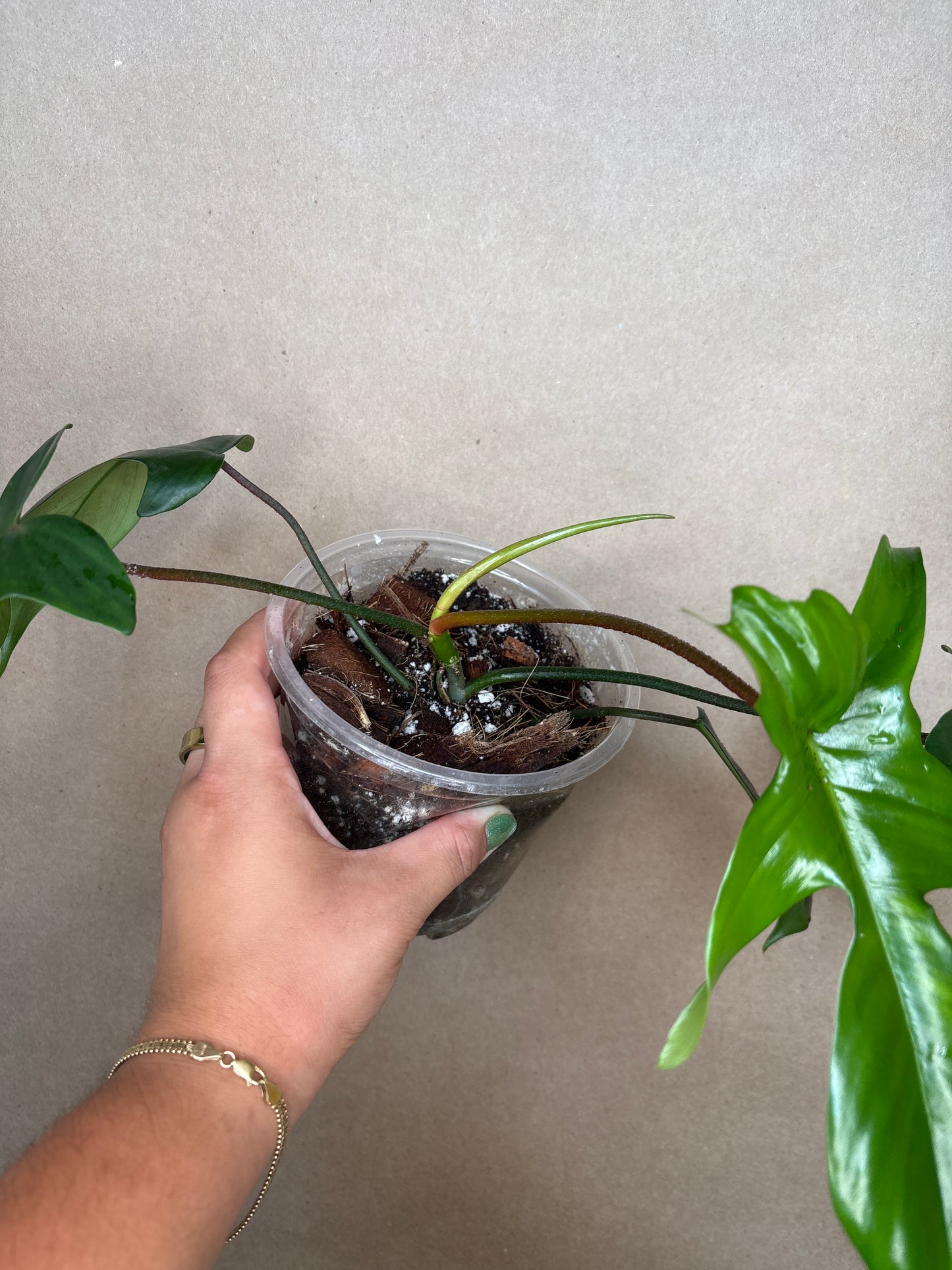 Philodendron Florida Green