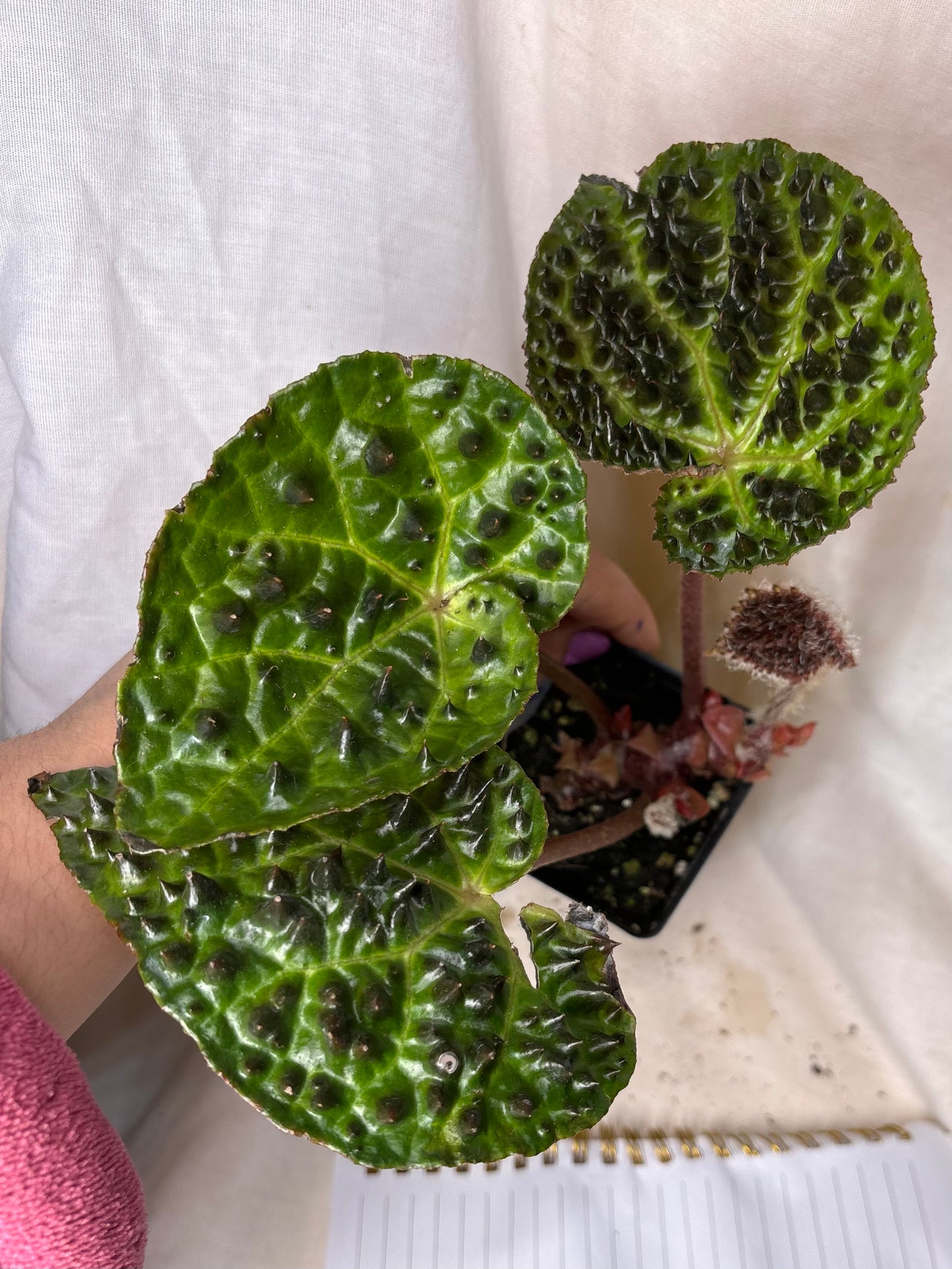 Begonia Ferox