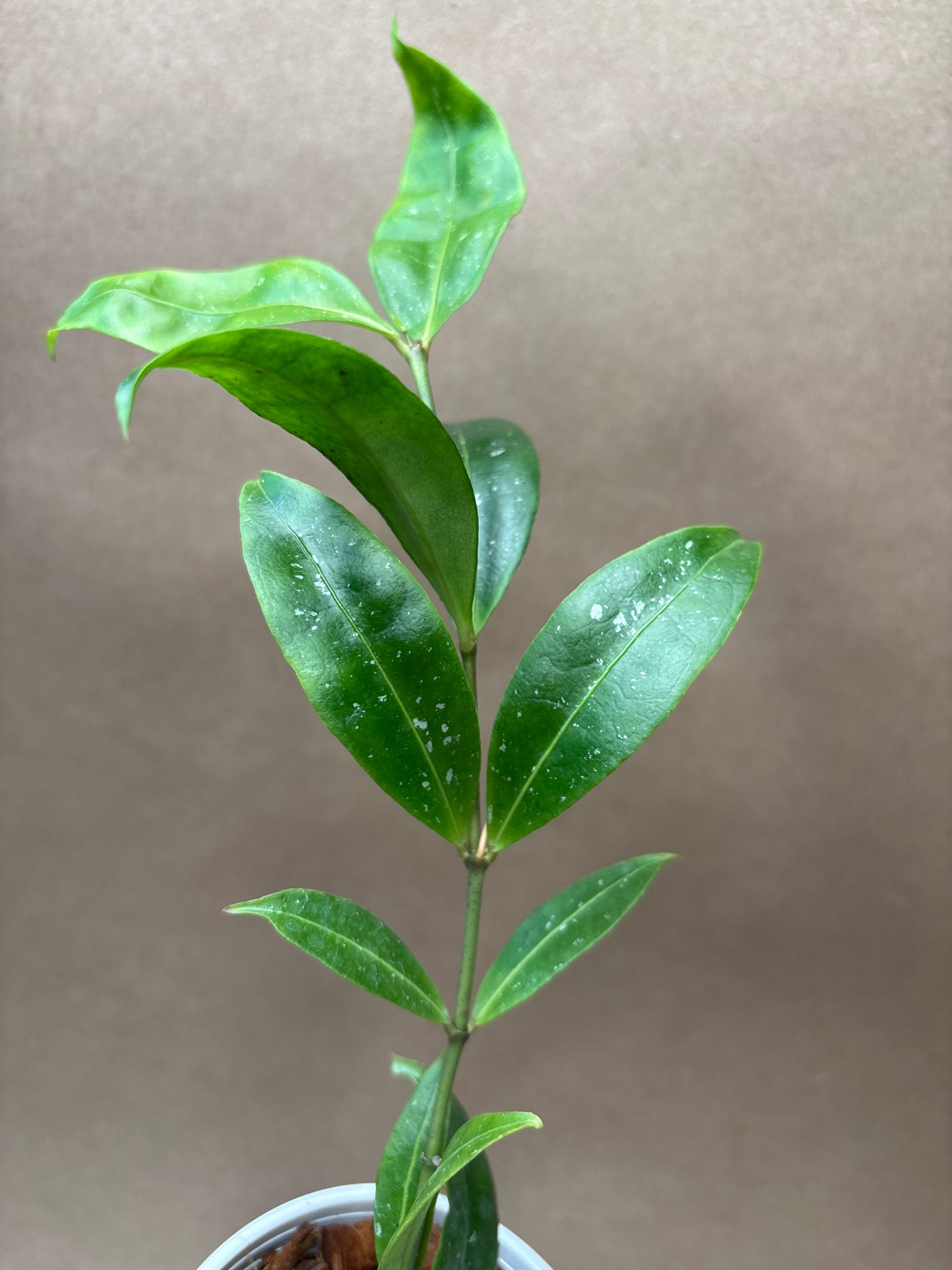 Hoya Amicabilis 3” Hanging Basket