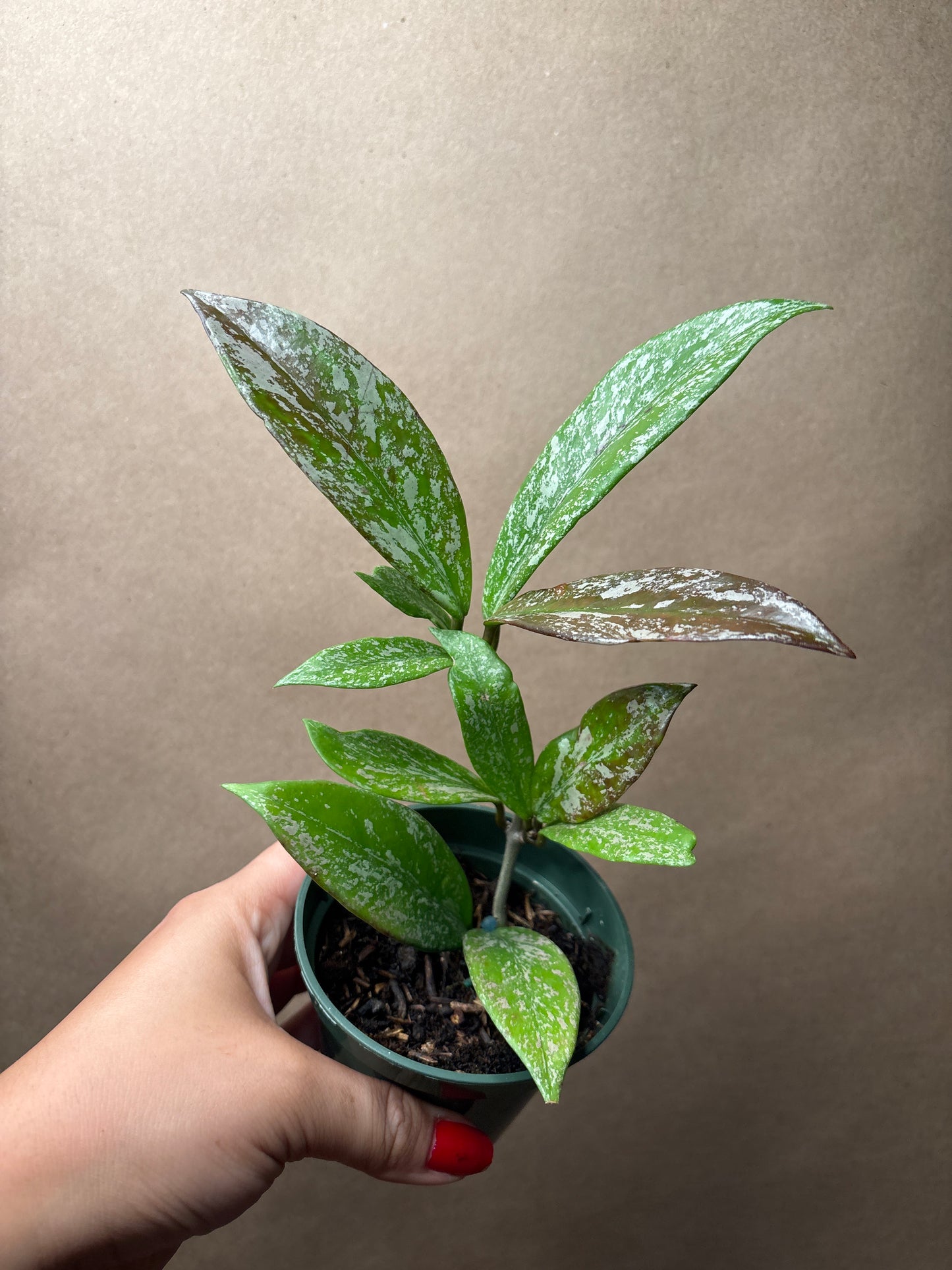 Hoya Pubicalyx