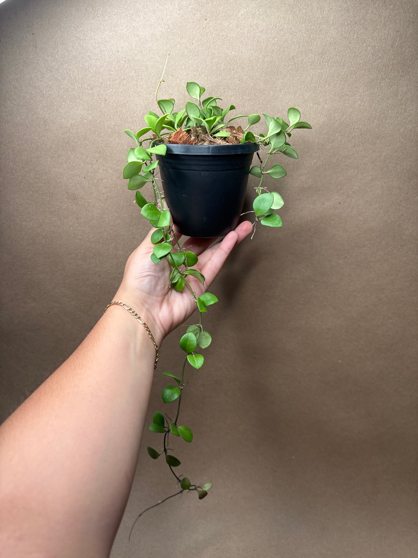 Hoya Carmelae 4” Hanging Basket