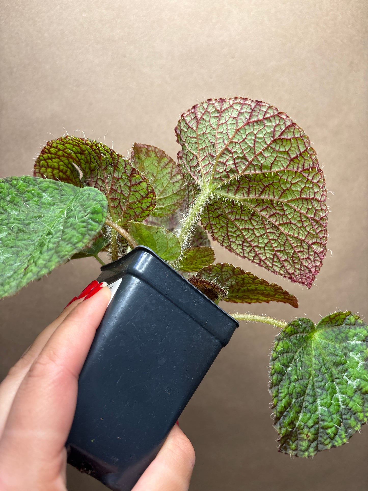 Begonia longiciliata ‘Sizemoreae’