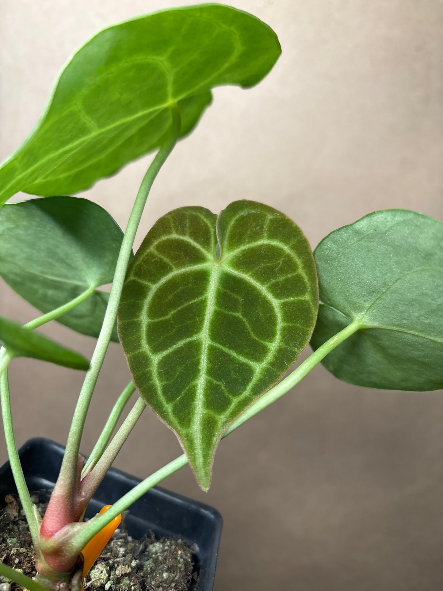 Anthurium Clarinervium