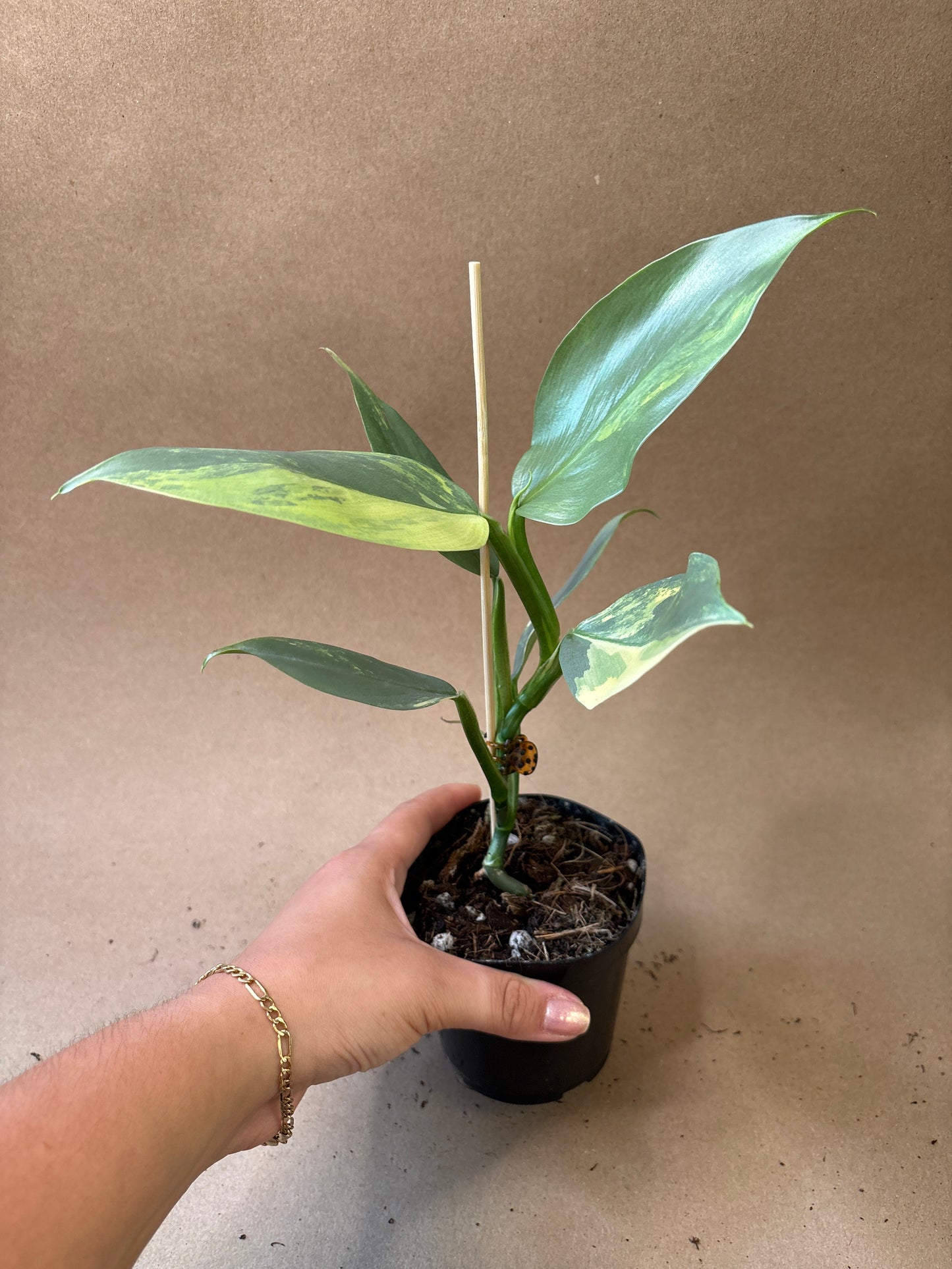 Philodendron ’Silver Sword’ Variegated 4”