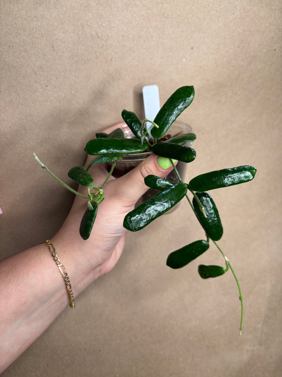 Hoya Rotundiflora
