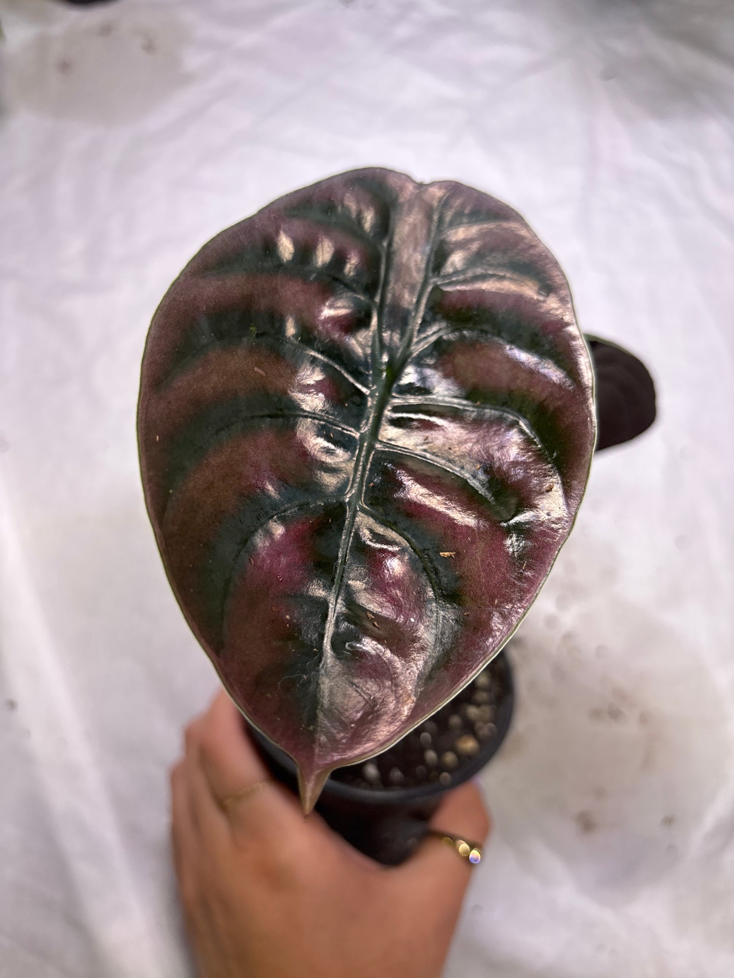 Alocasia Cuprea
