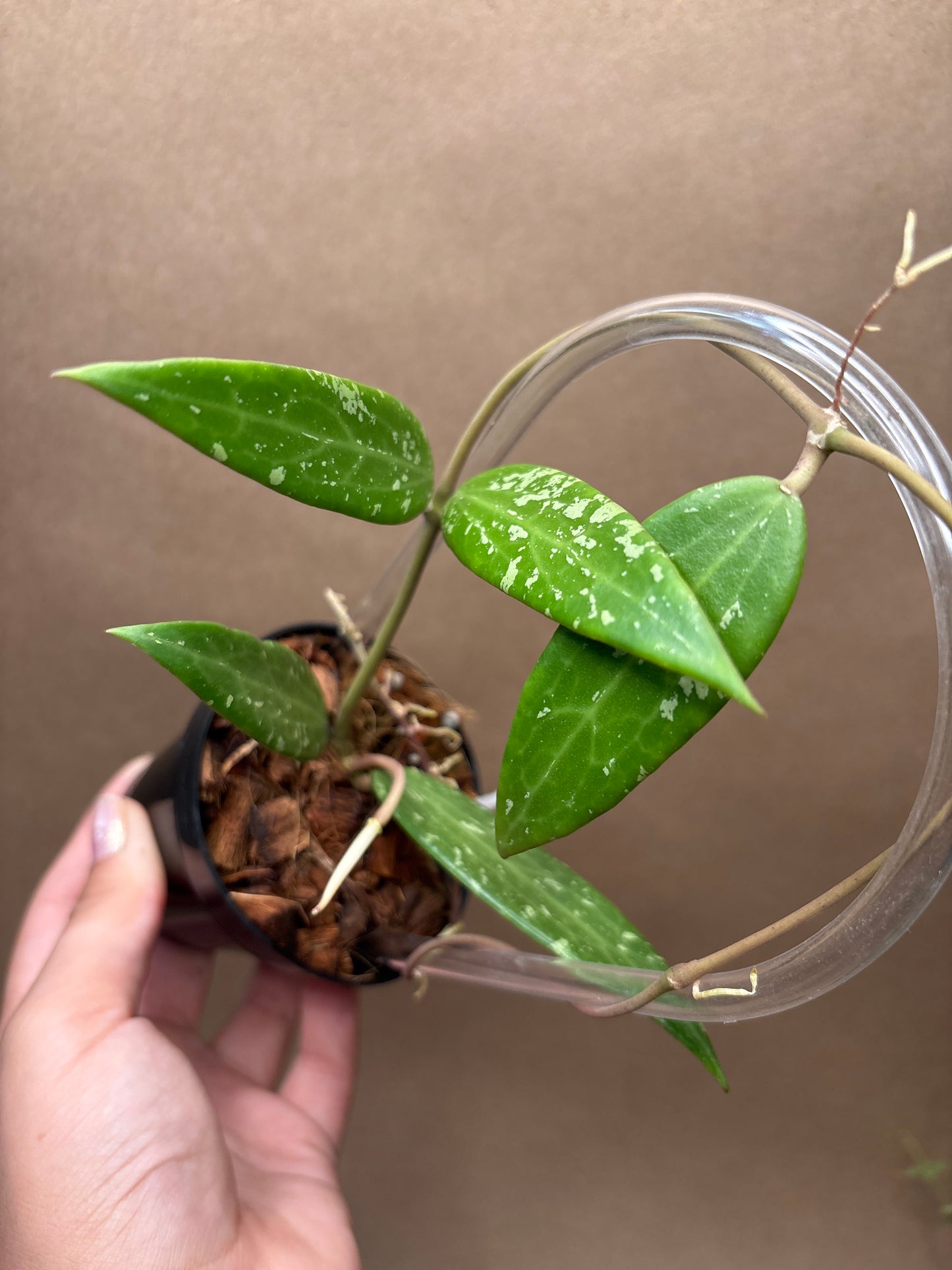 Hoya sp. SR 2007-13 (from Loei Province) 3”