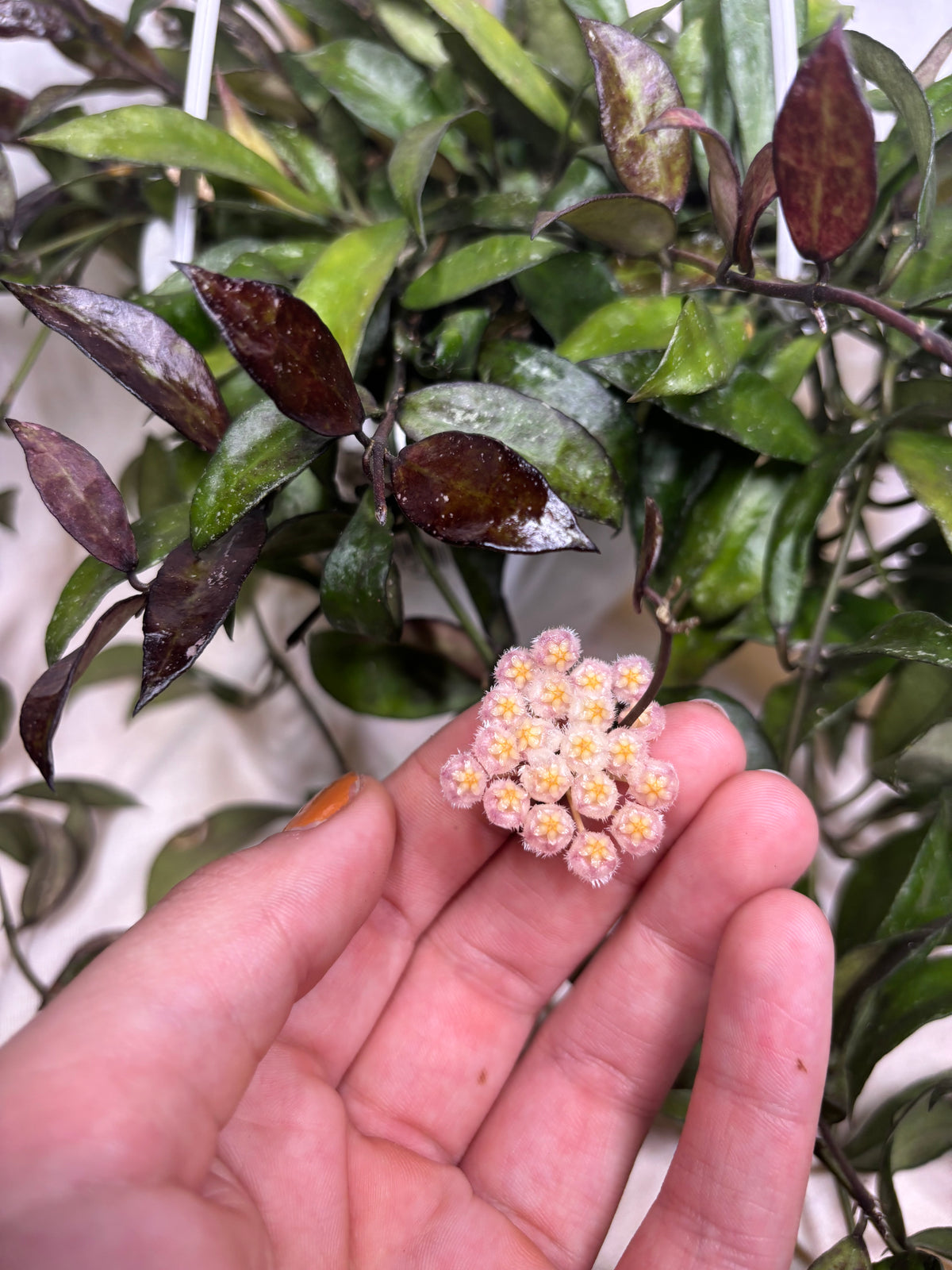 Hoya Lacunosa Royal Flush