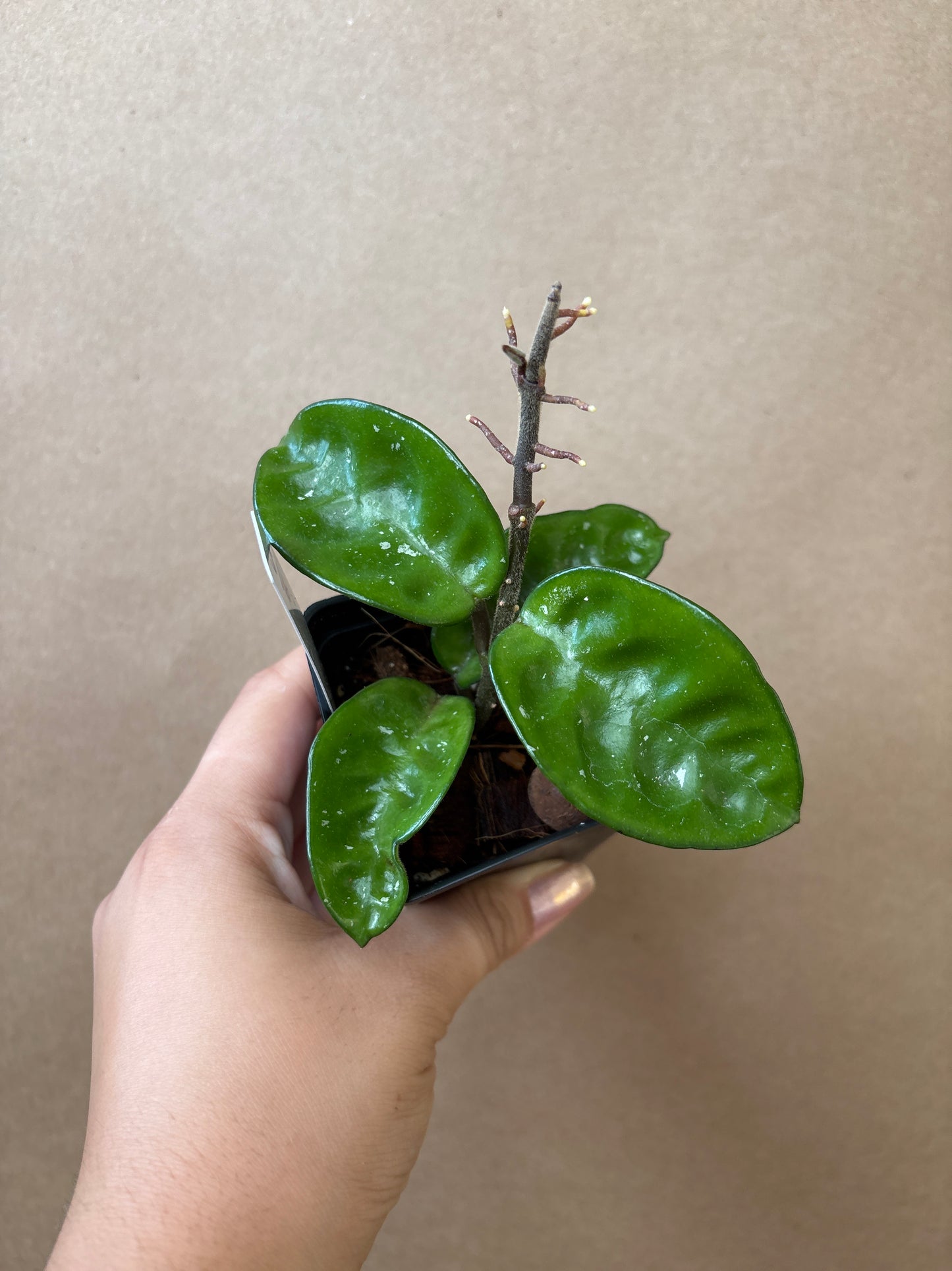 Hoya Krinkle 8