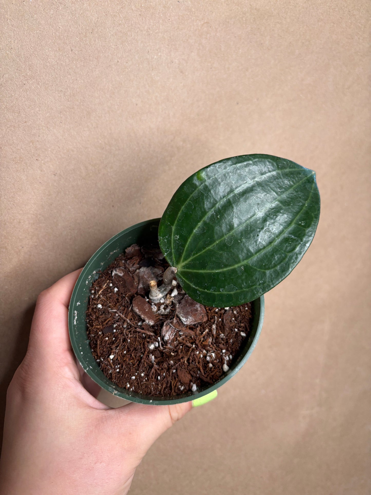 Hoya Latifolia ‘Dinner Plate’