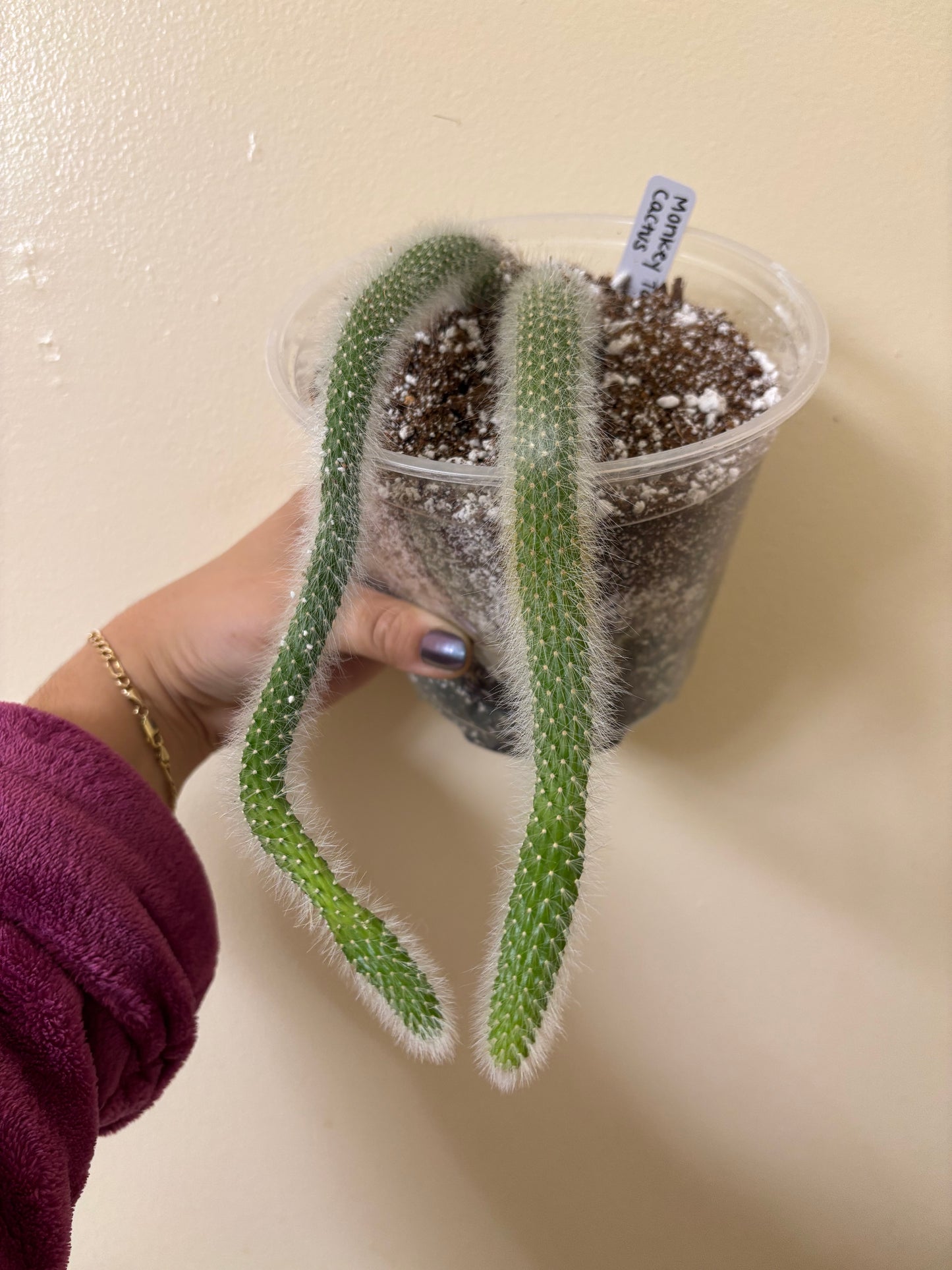 Monkey tail cactus