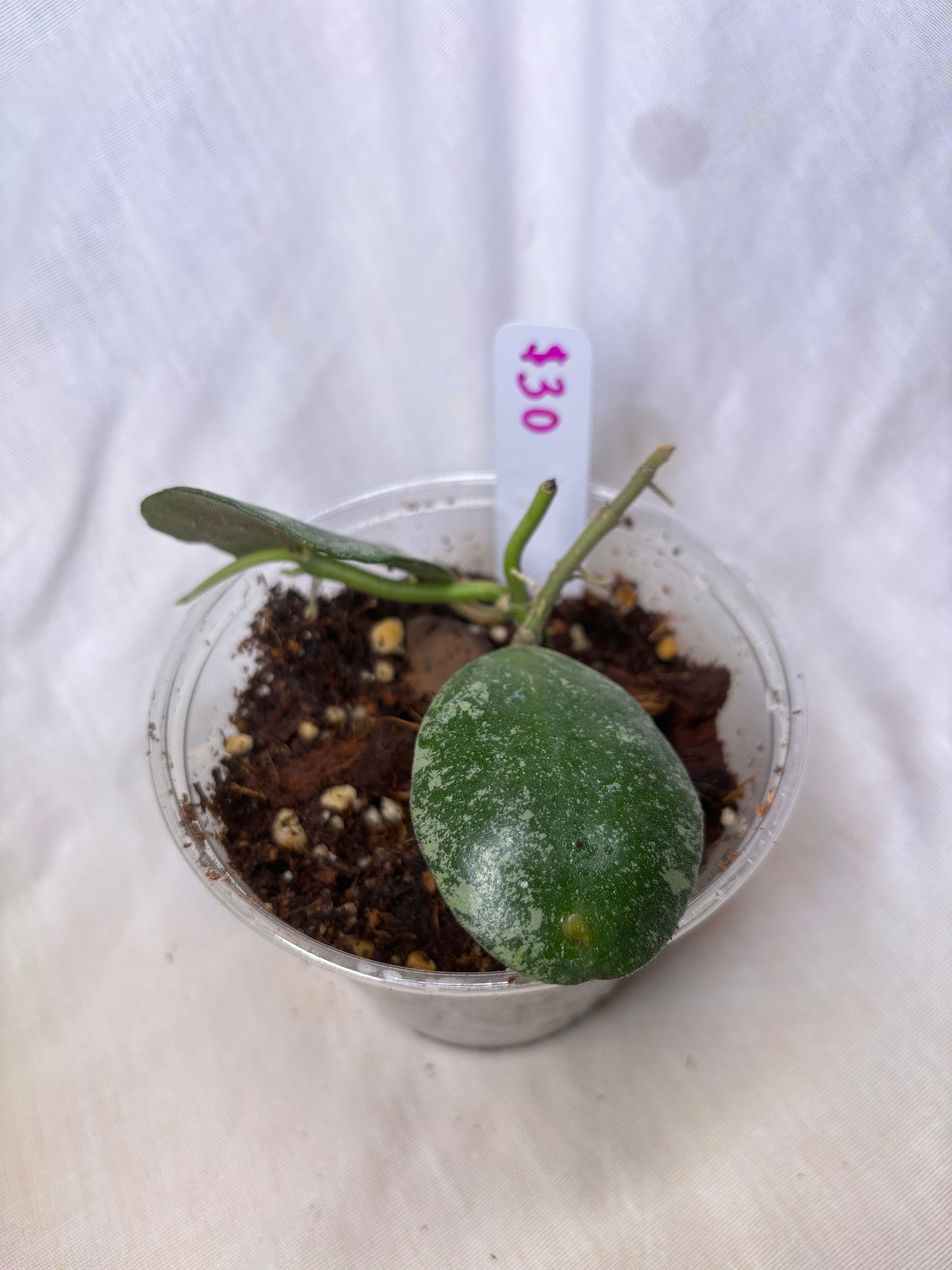 Hoya Waymaniae