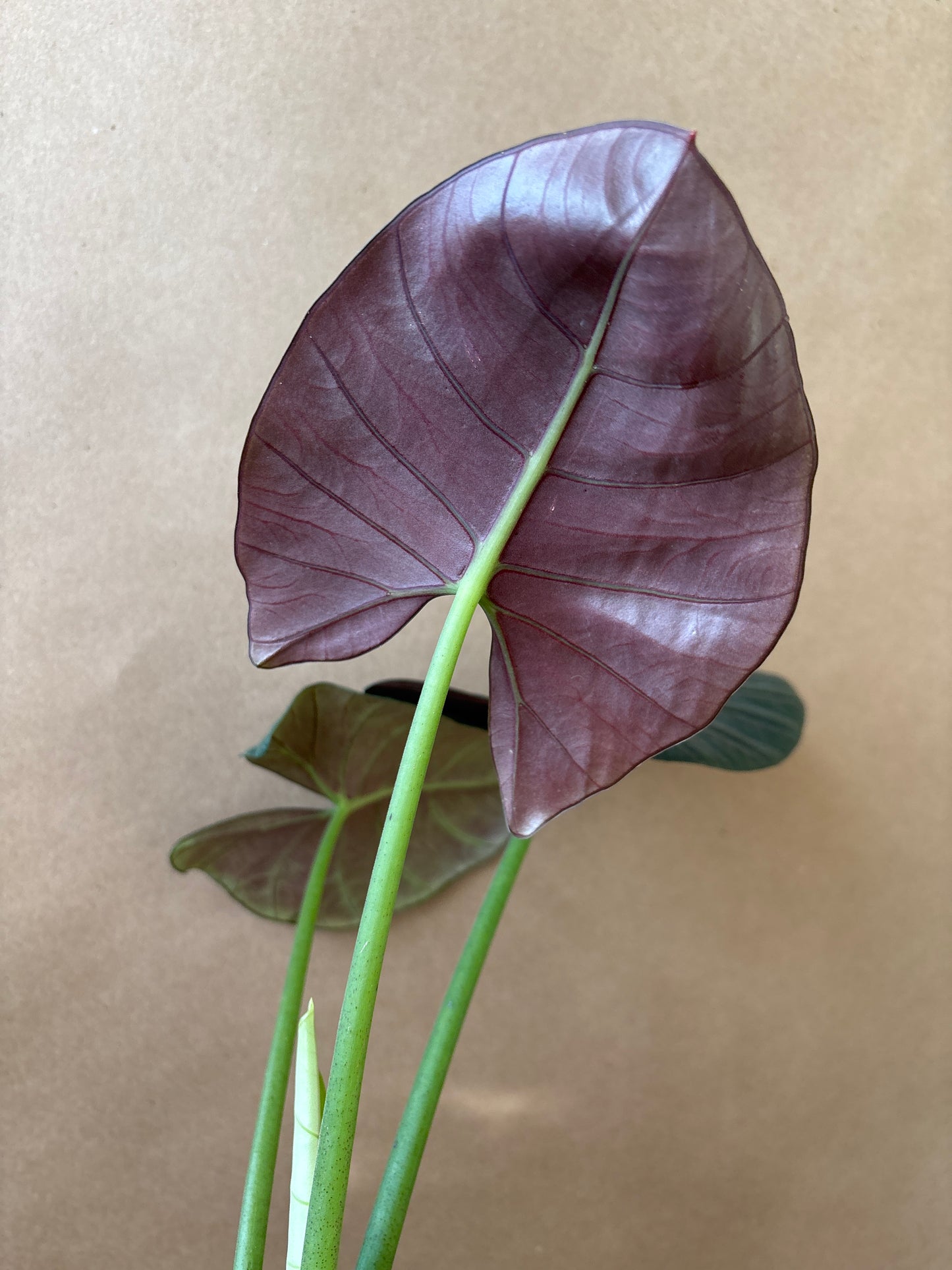 Alocasia Reginae 4”