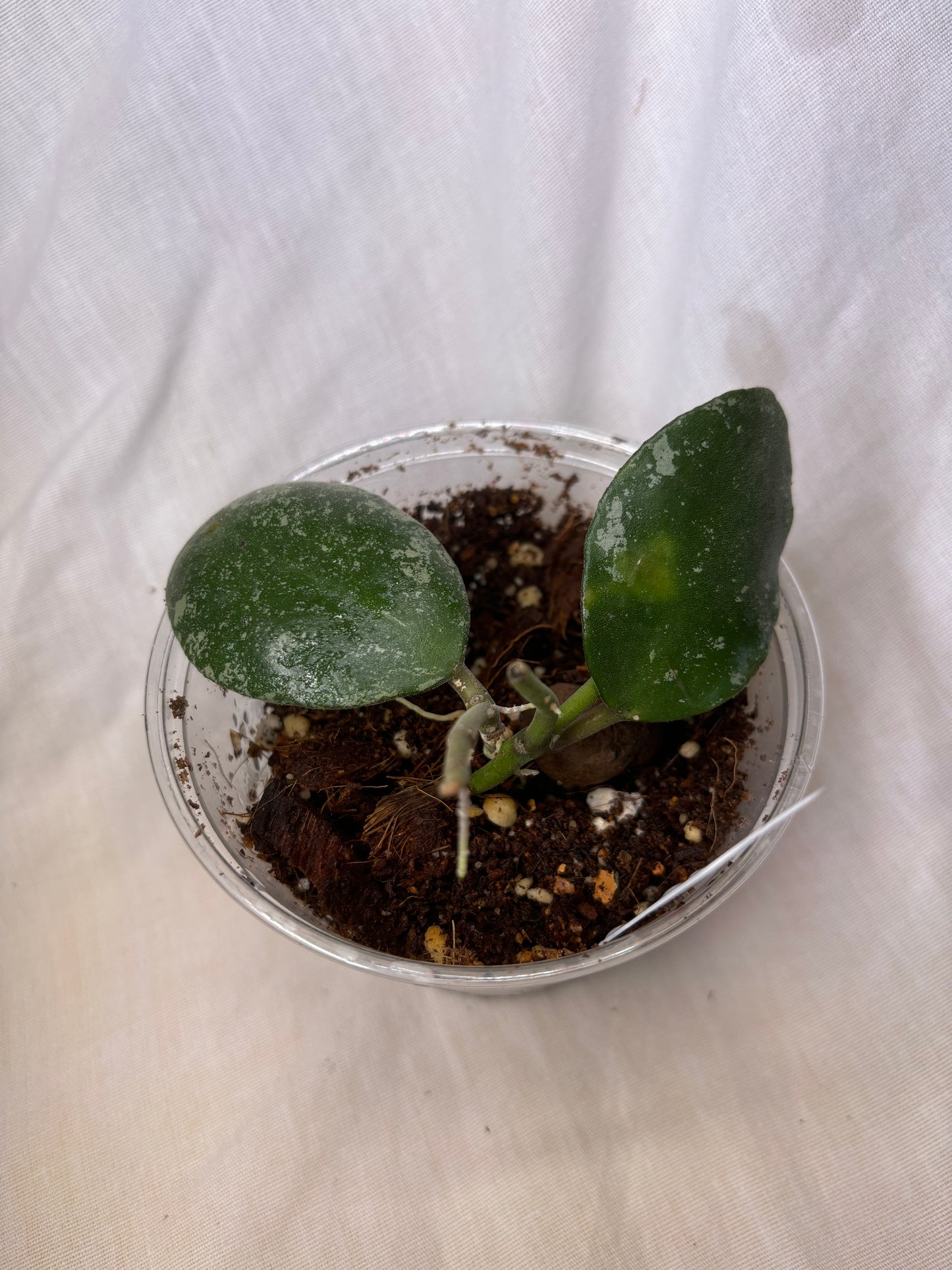 Hoya Waymaniae