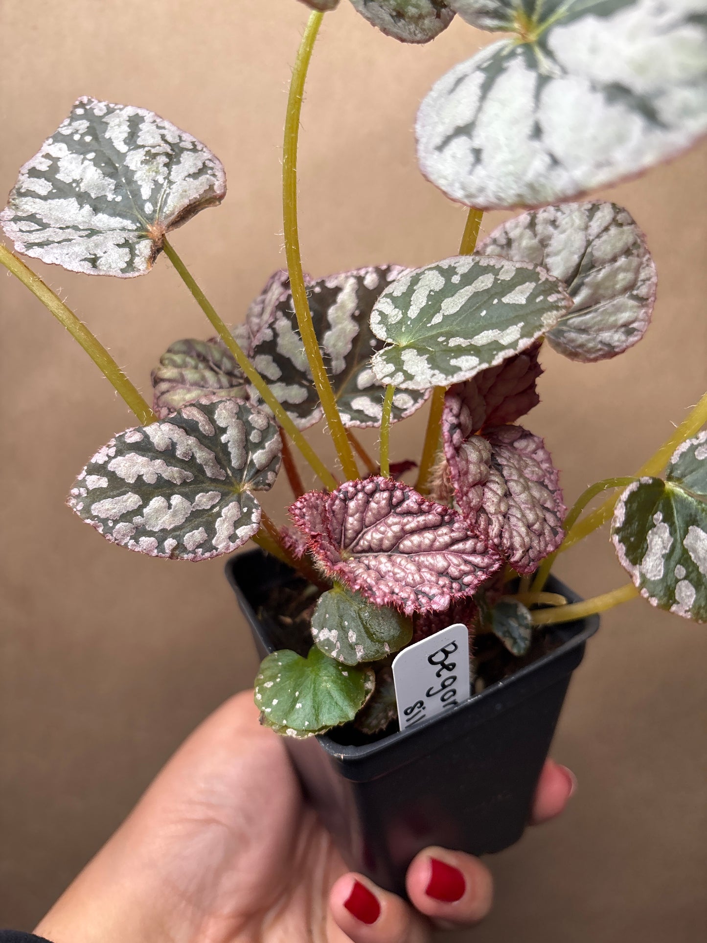 Begonia Silver Dollar