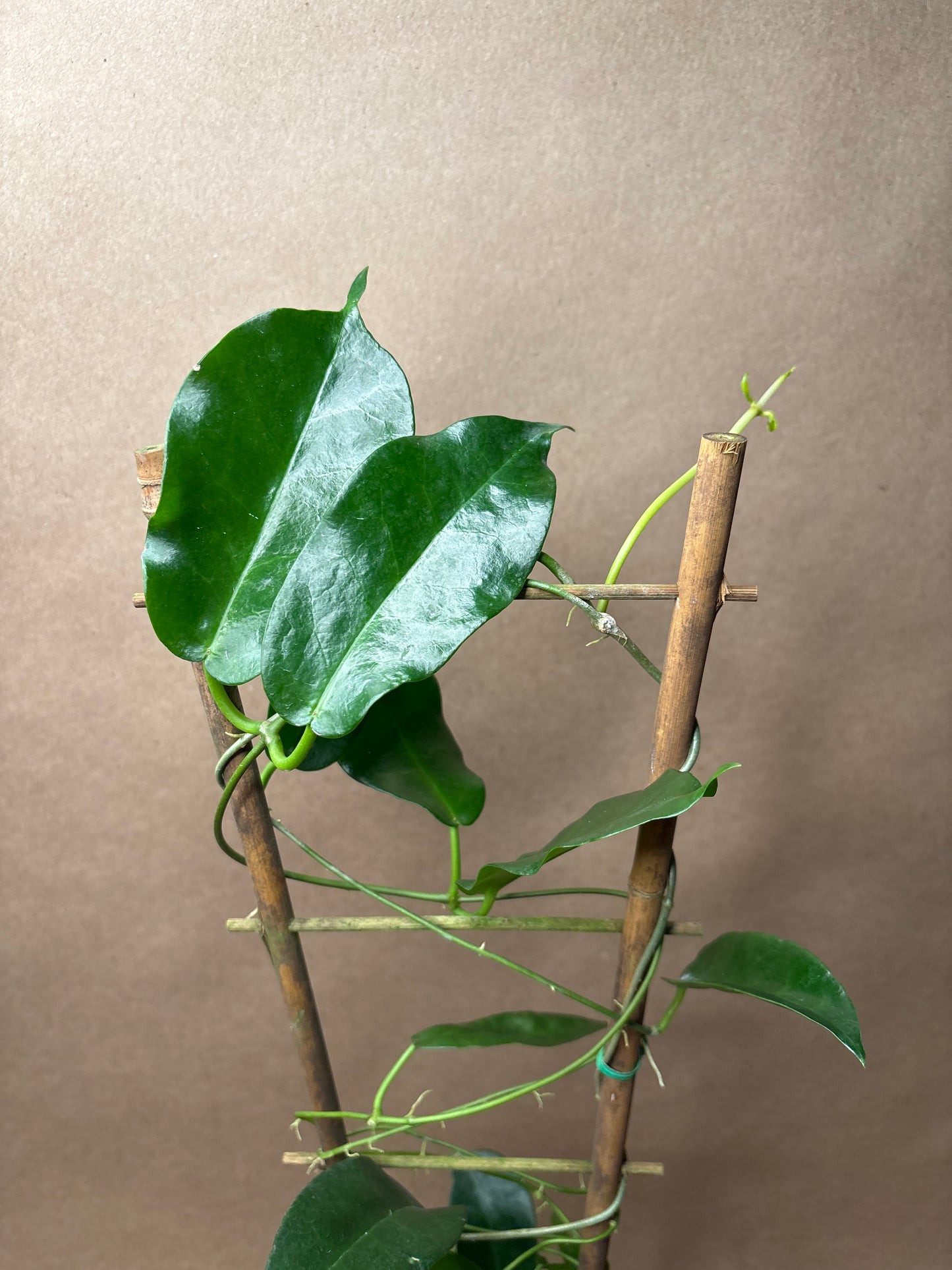 Hoya sp. PNG SV-441 4” Trellis