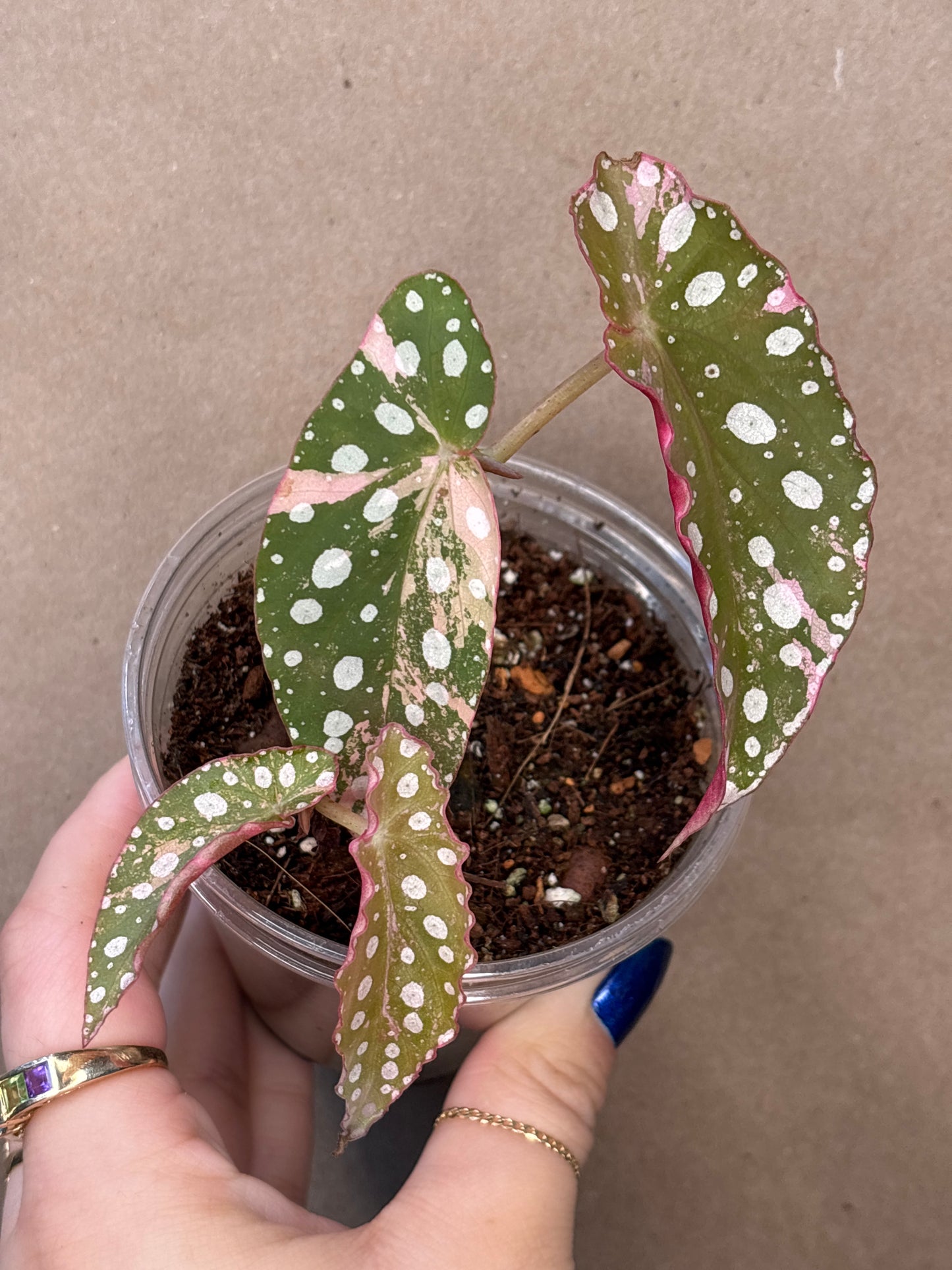 Begonia Maculata Pink Variegated