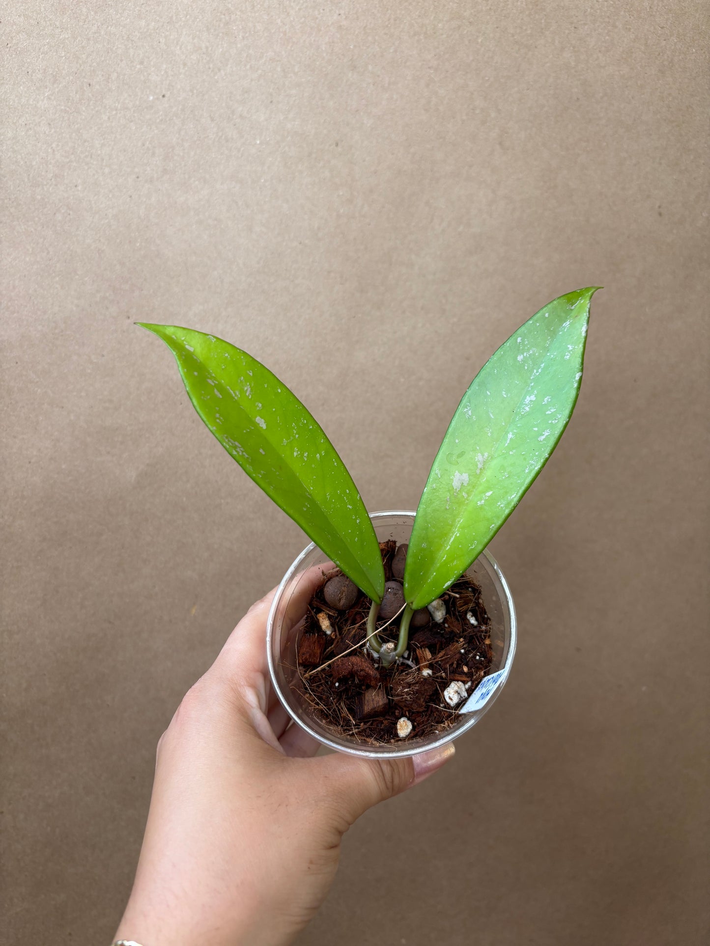 Hoya Pubicalyx