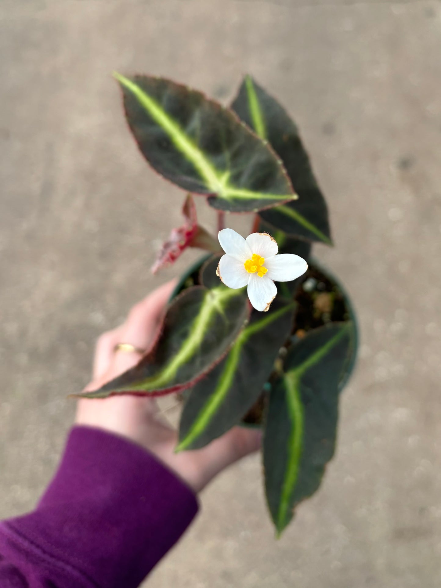 Begonia Listada