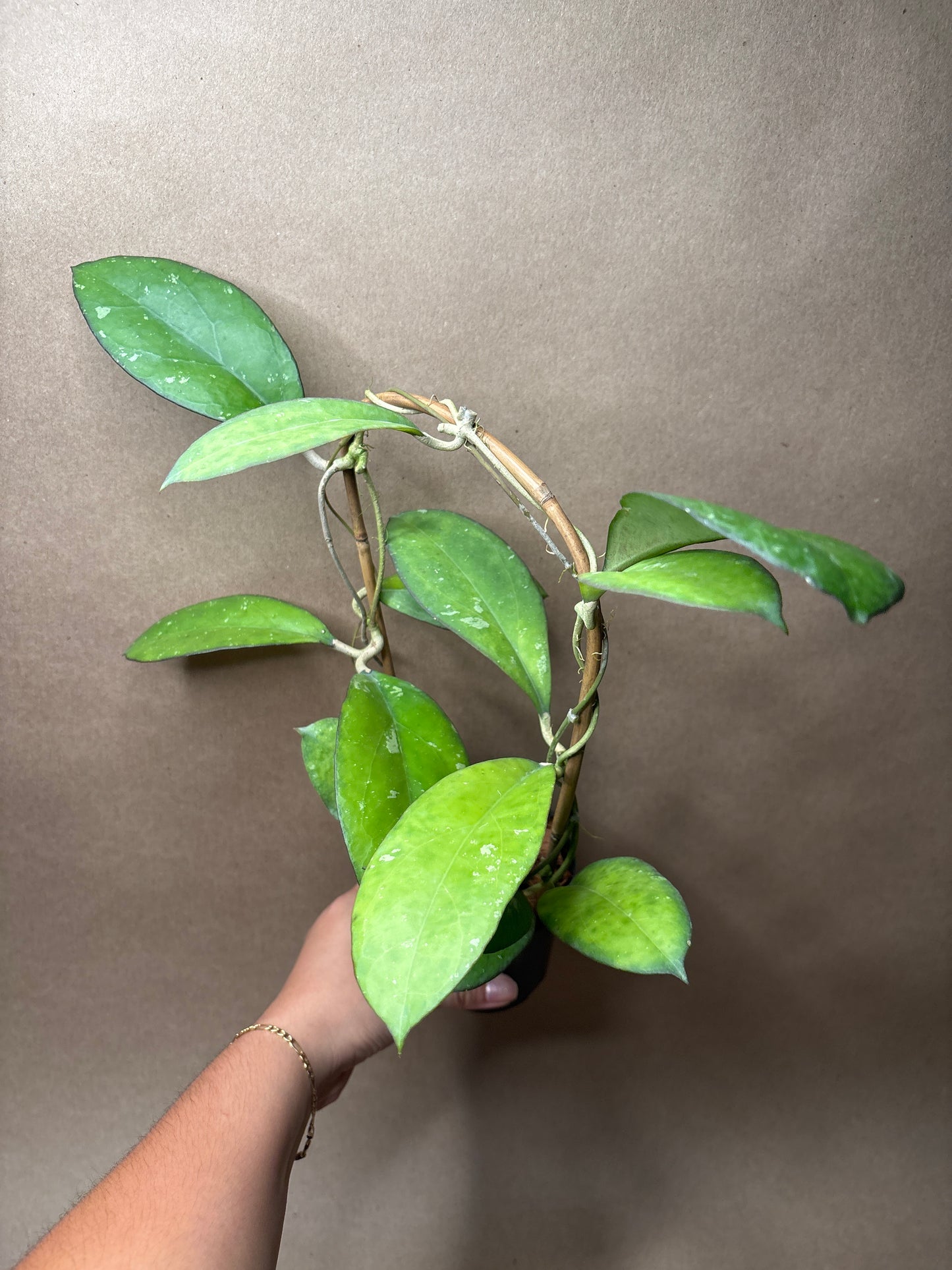Hoya ‘Noelle’ 4” Trellis