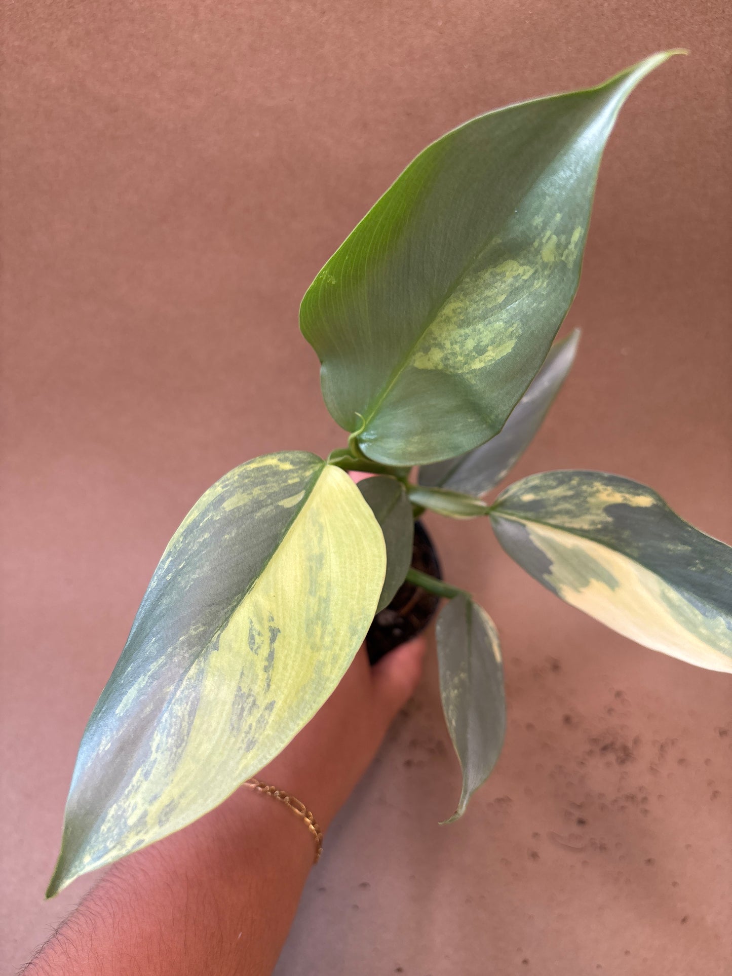 Philodendron ’Silver Sword’ Variegated 4”