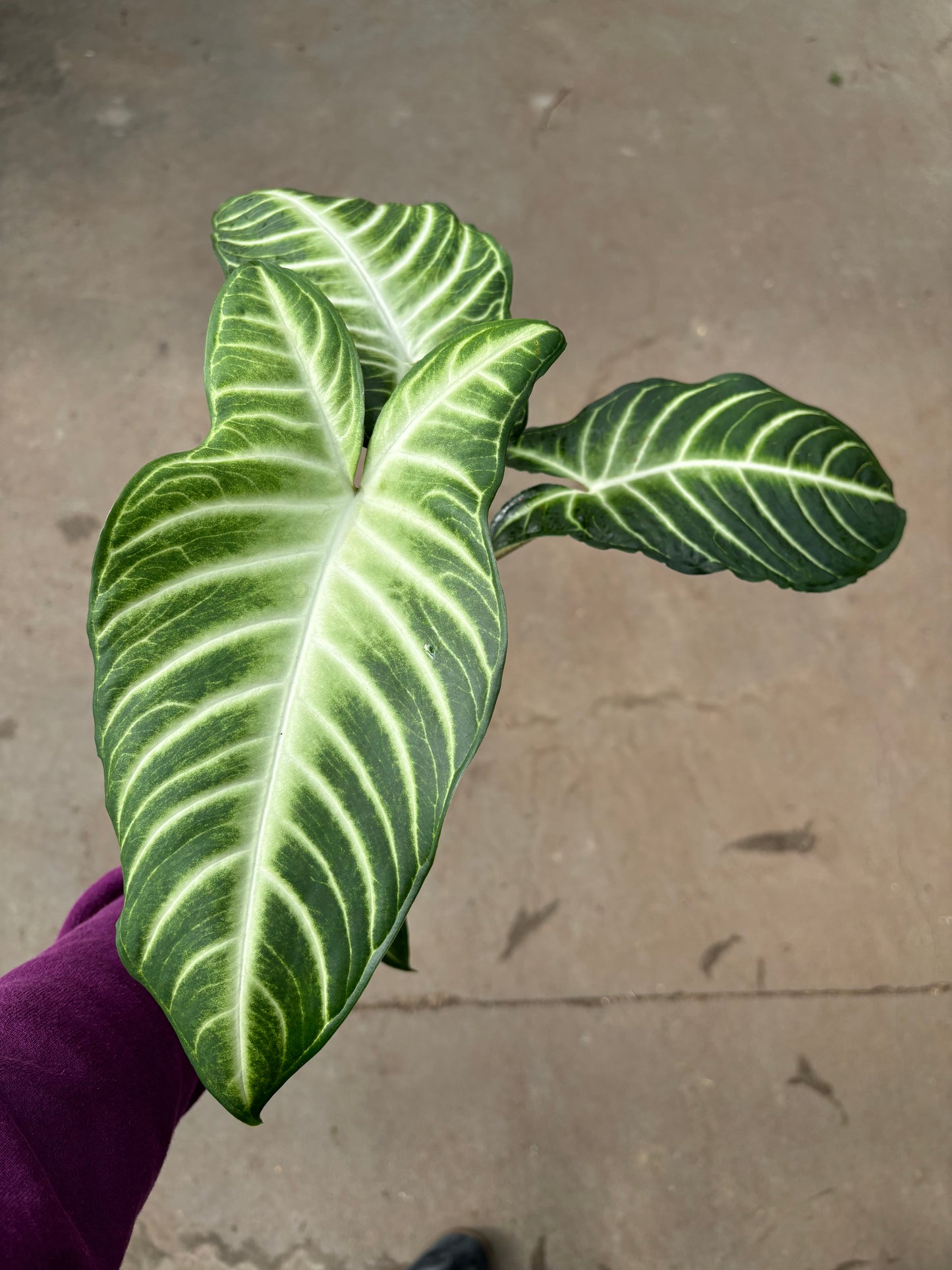 Xanthosoma Lindenii