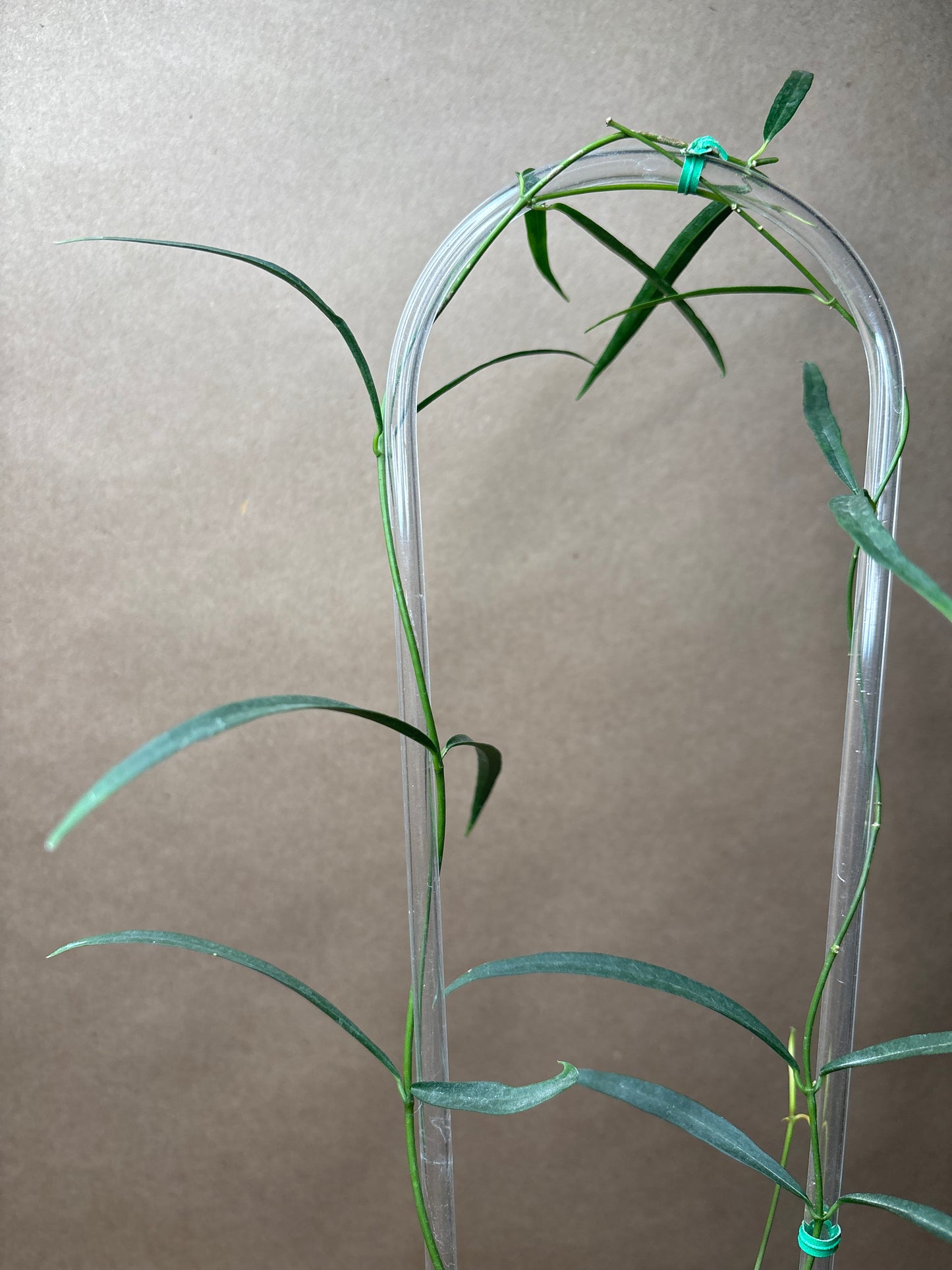 Hoya Stenophylla 4” Trellis