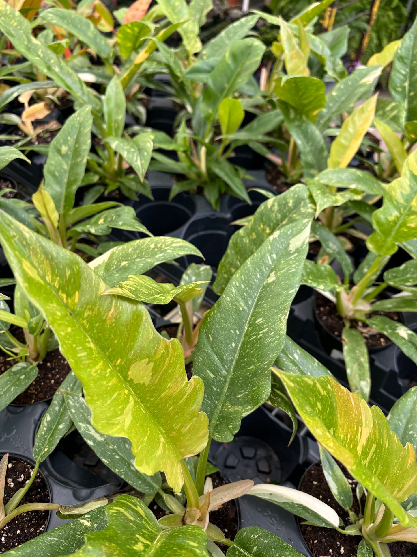 Philodendron Ring of Fire 4” Pot