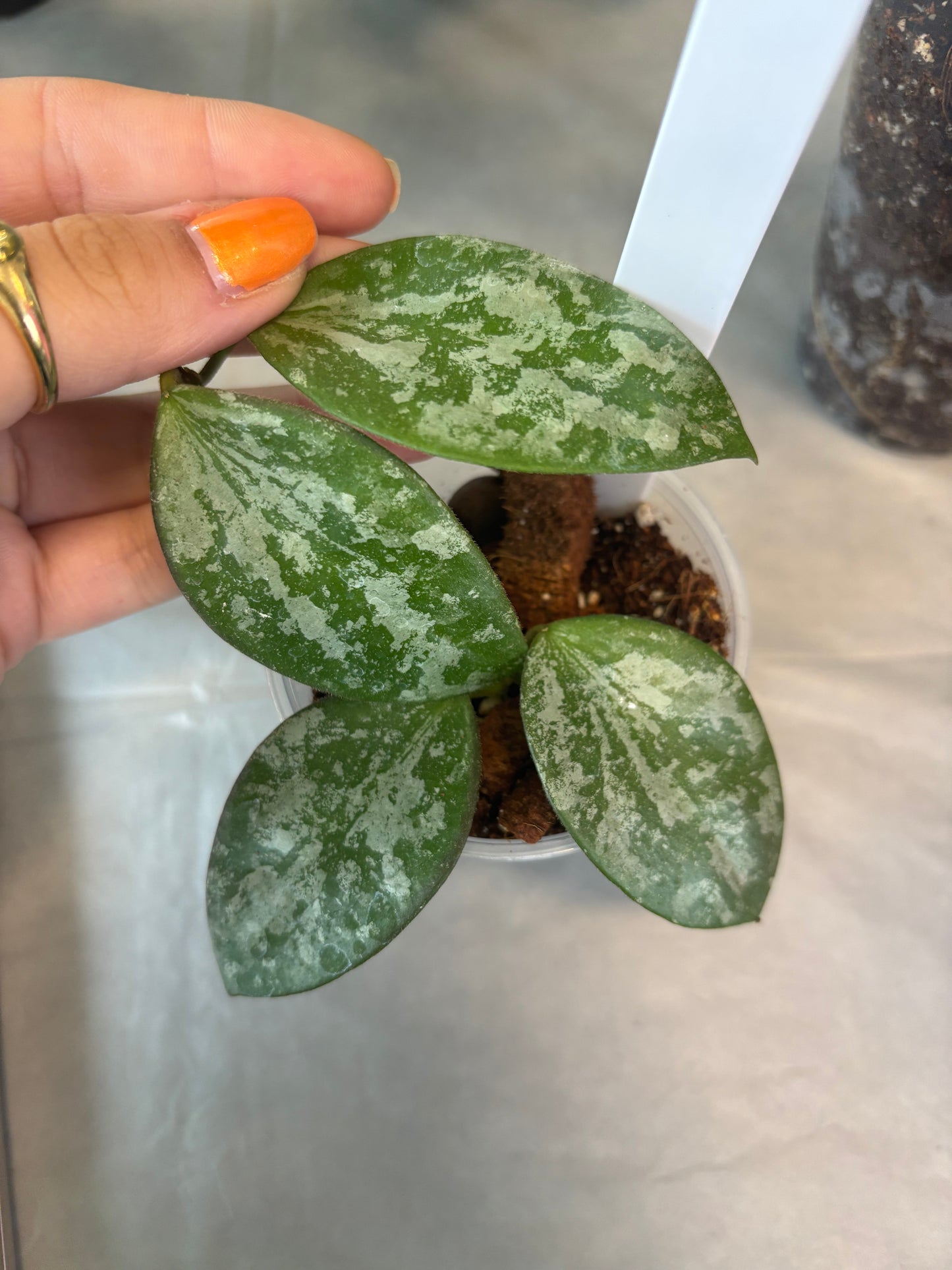 Hoya Collina