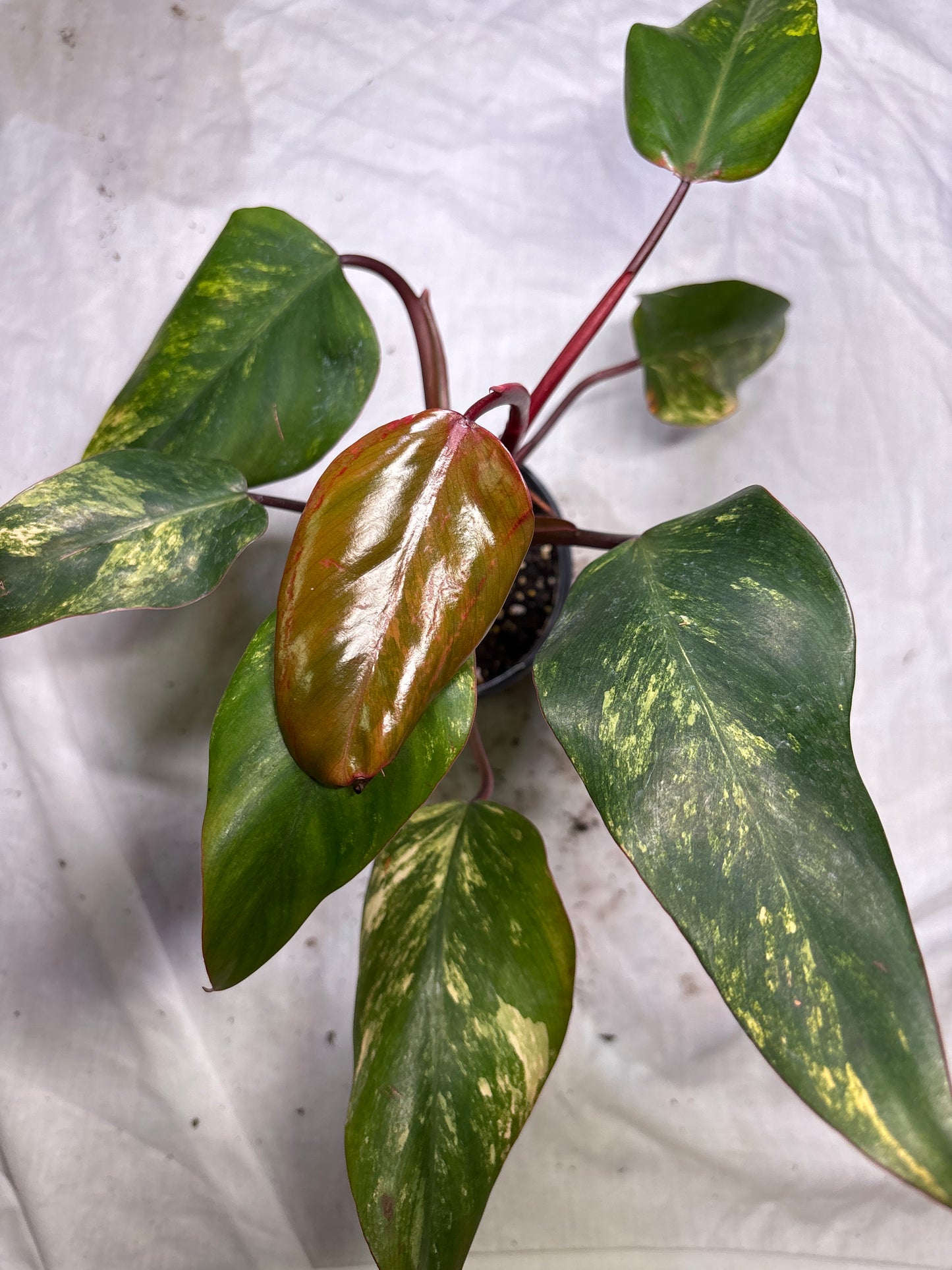 Philodendron Strawberry Shake